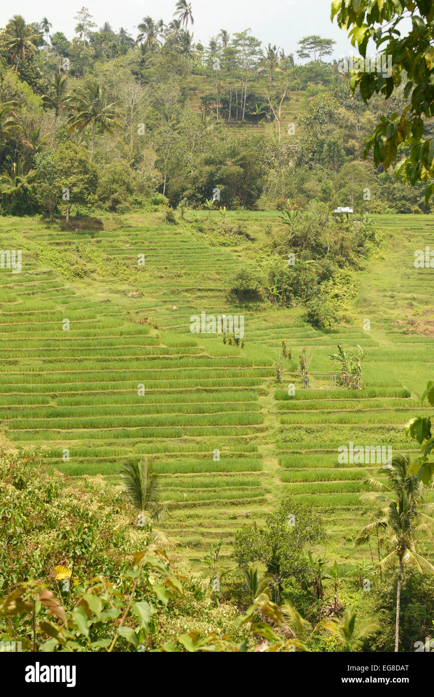 Du riz asiatique (Oryza sativa) de plus en plus de terrain en terrasses, Bali, Indonésie, octobre Banque D'Images
