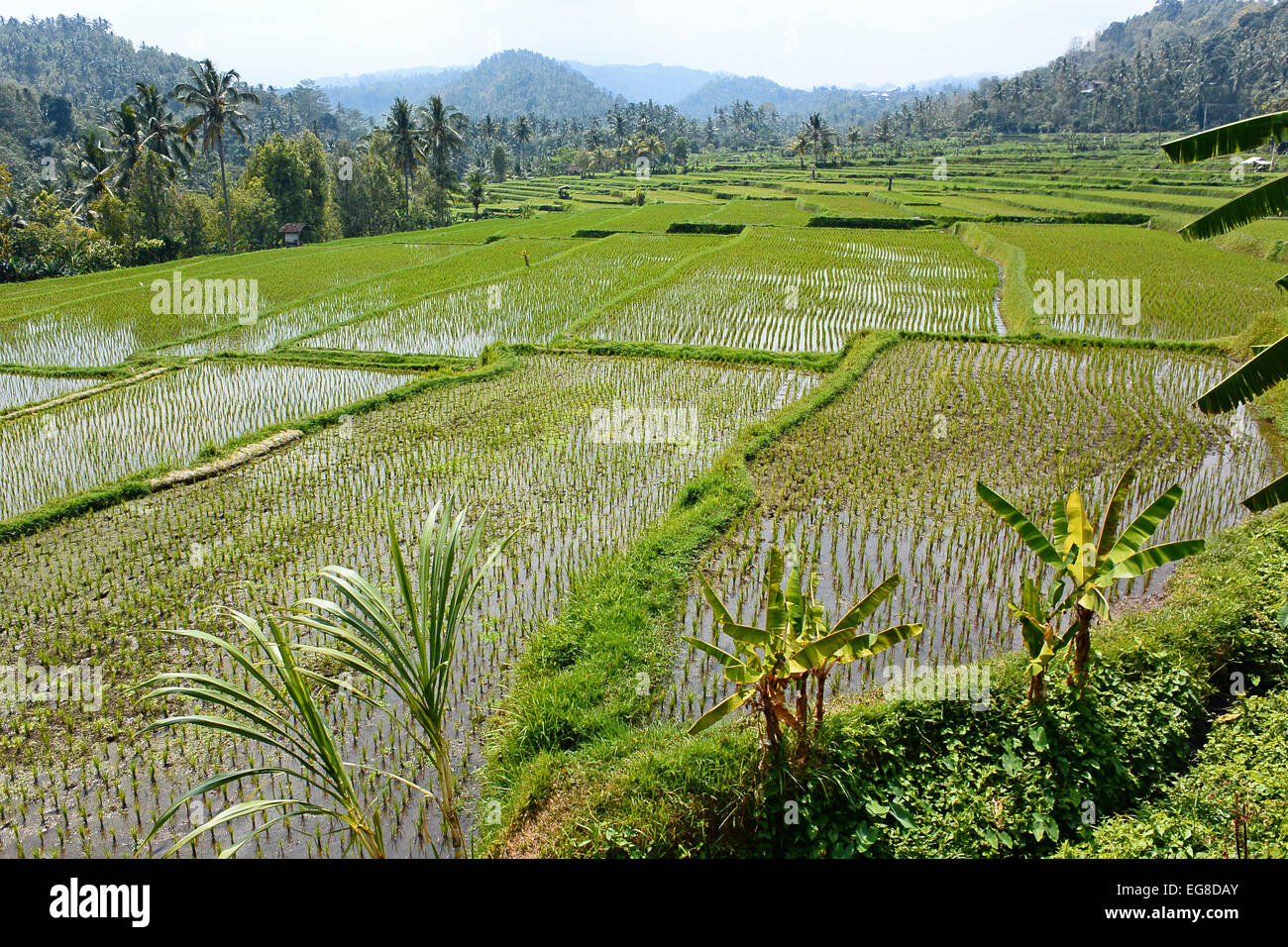 Asain riz (Oryza sativa) de plus en plus de terrain en terrasses, Bali, Indonésie, octobre Banque D'Images