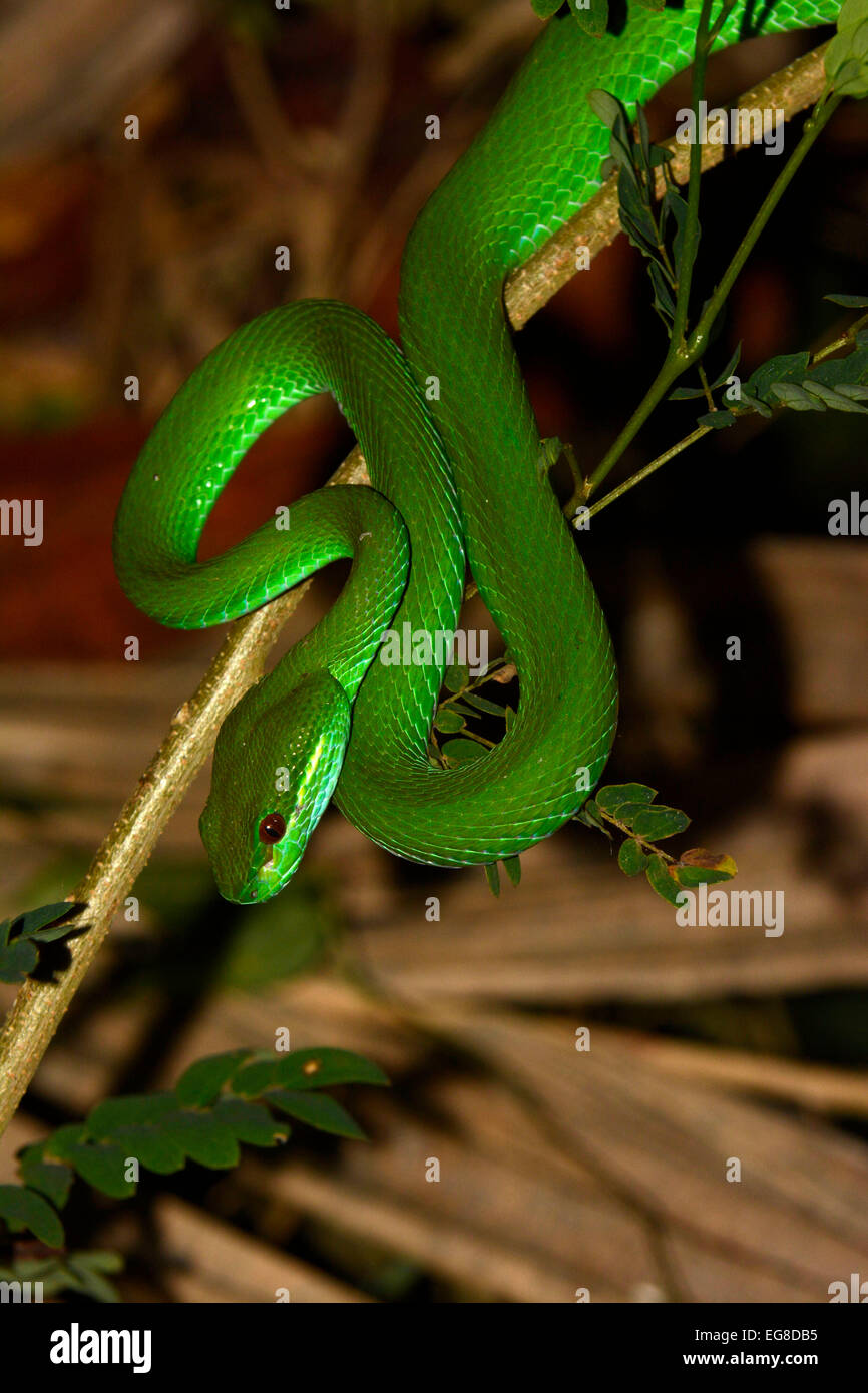 White-lipped Island Pit Viper (Trimersursus unsularis) reposant sur de petites filiales de nuit, Bali, Indonésie, octobre Banque D'Images