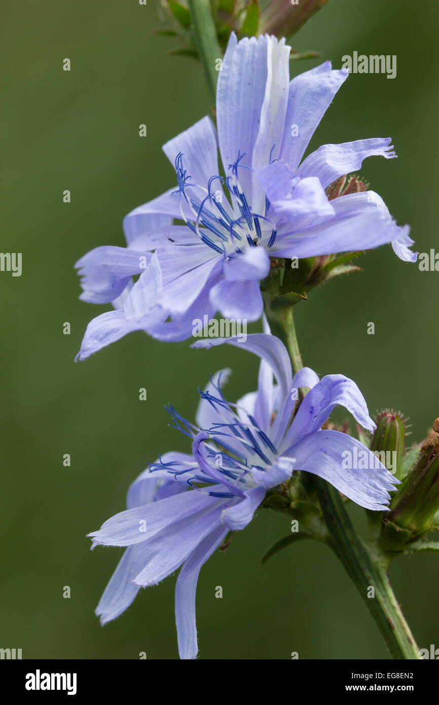 Chicorée commune, Cichorium intybus, fleurs sauvages indigènes Banque D'Images