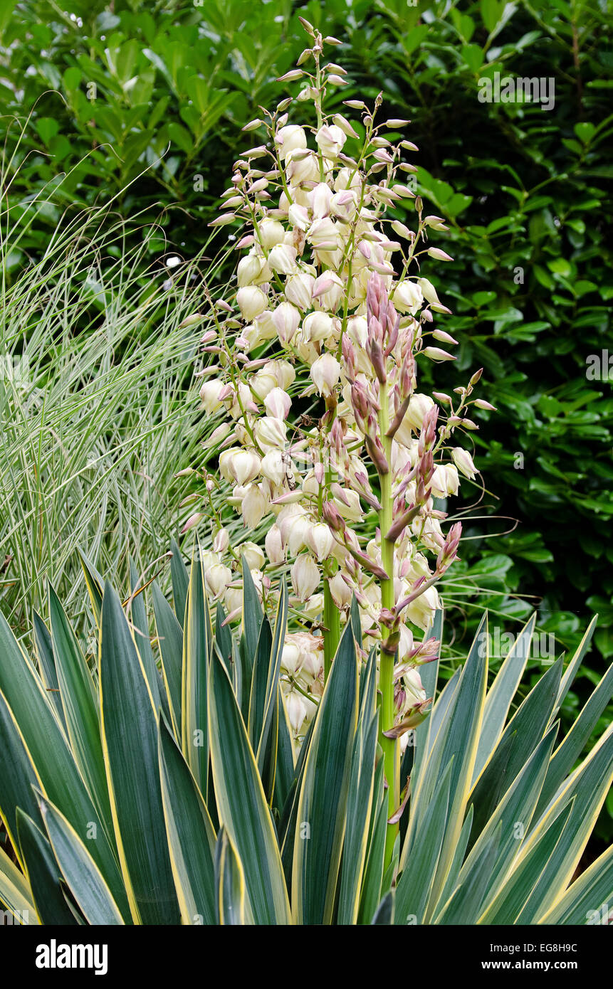 Yucca Gloriosa variegata en fleur Banque D'Images