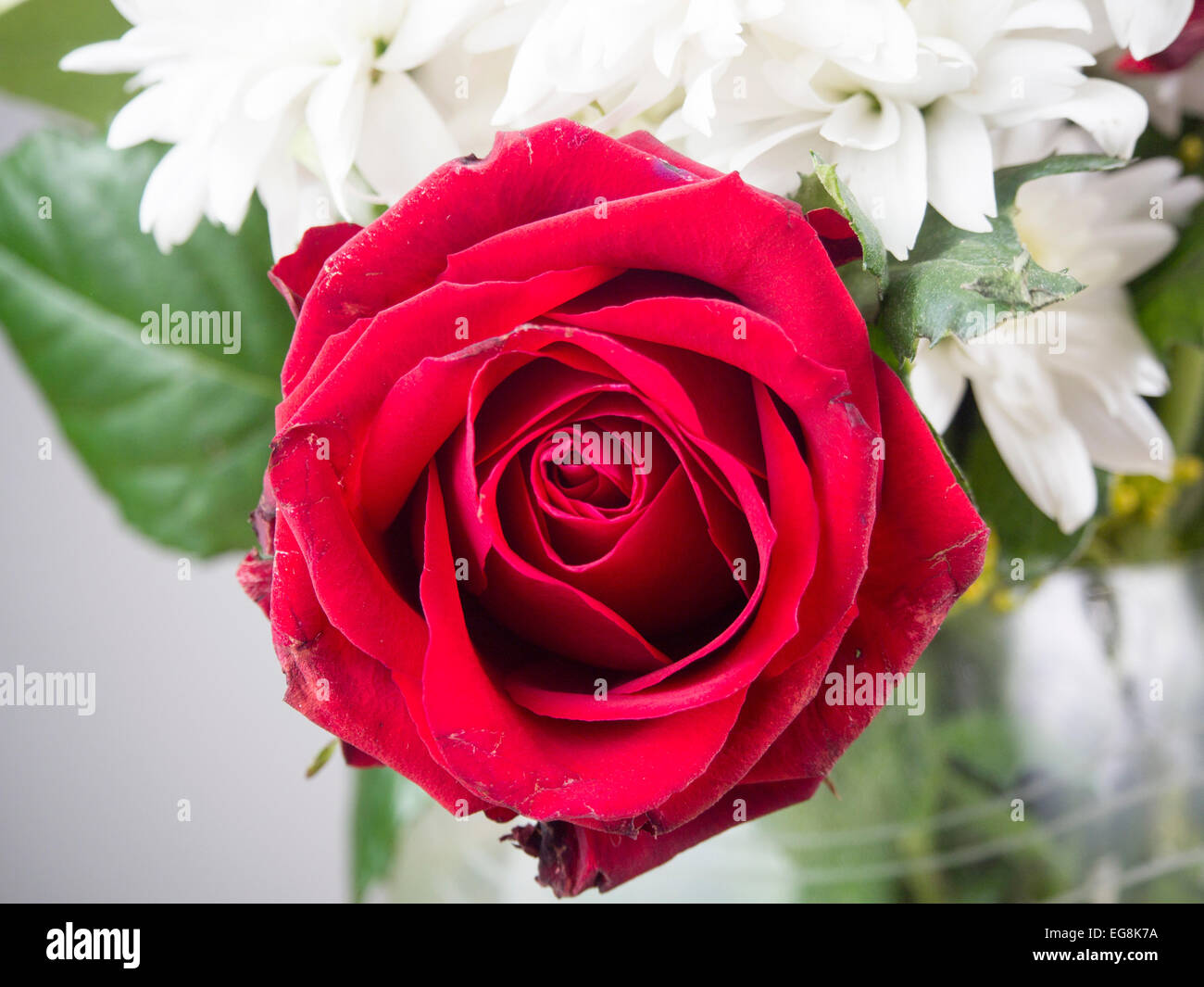 , Bouquet de fleurs, fleurs, parti, valentine's day , l'amour , amour , famille , daisy , rose, blanc, rouge , passion Banque D'Images