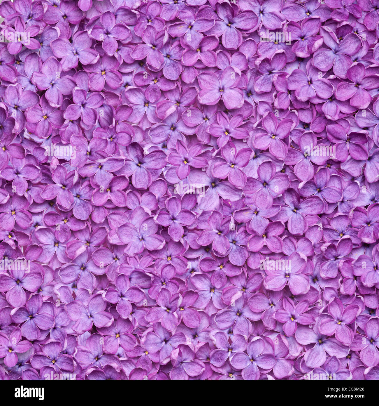 Fond lilas ou belle texture fleur violette Banque D'Images