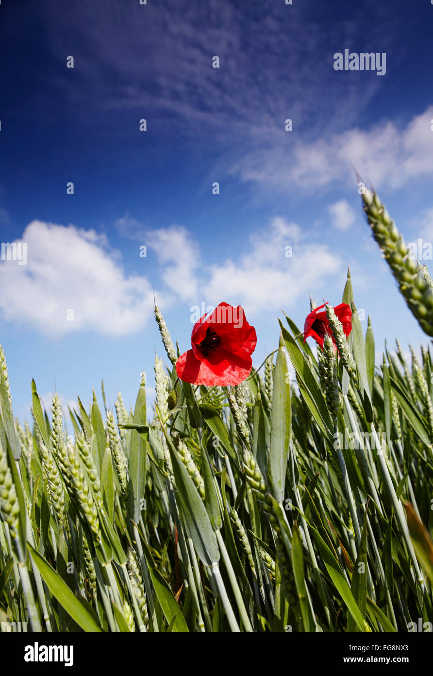 Coquelicots dans un champ de blé dans la région de Norfolk, UK Banque D'Images