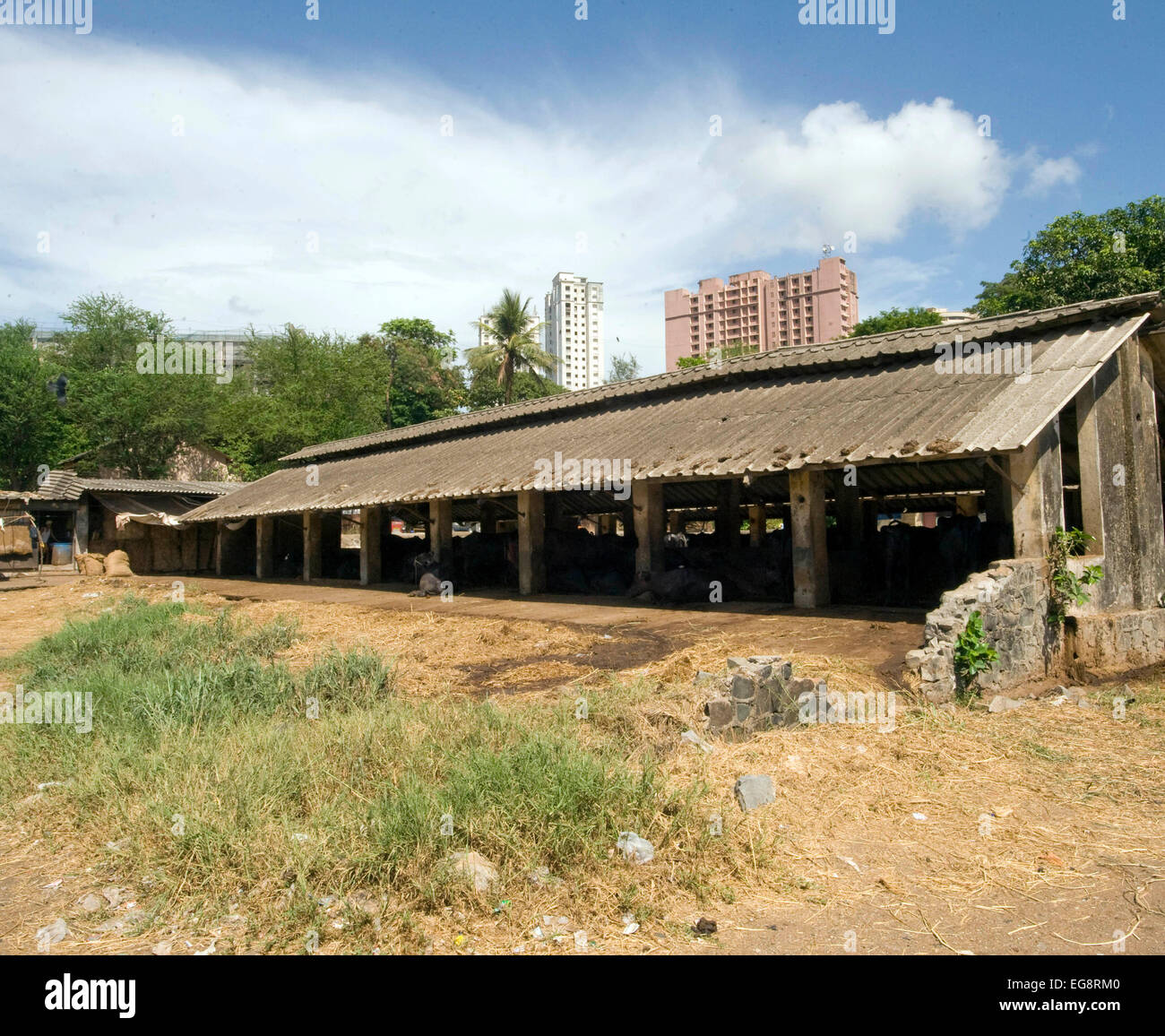 Enclos avec bâtiments Goregaon derrière qui se profile. Aarey Milk Colony est un conglomérat de fermes laitières buffalo privé situé dans une banlieue de Goregaon Mumbai. Il couvre une superficie d'environ 35000 hectares et a été donné à l'état de Maharashtra par M. Aarey le fondateur de Aarey du lait en 1949. Le Buffalo produisent en moyenne 30 litres/jour . Le lait produit est ie "lâche" que du lait cru est vendu directement ou en gros aux commerçants et douce martes sans aucun traitement supplémentaire enregistrer pour se détendre par la glace. La teneur plus élevée en gras de 7 % est idéal pour de la fabrication mais aussi plus expensiv Banque D'Images