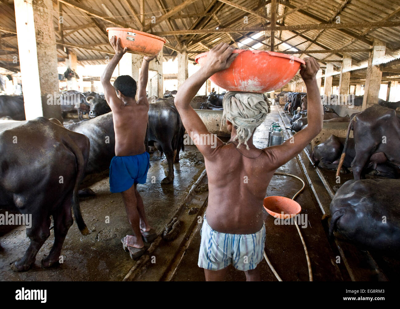 Aarey Milk Colony est un conglomérat de fermes laitières buffalo privé situé dans une banlieue de Goregaon Mumbai. Banque D'Images