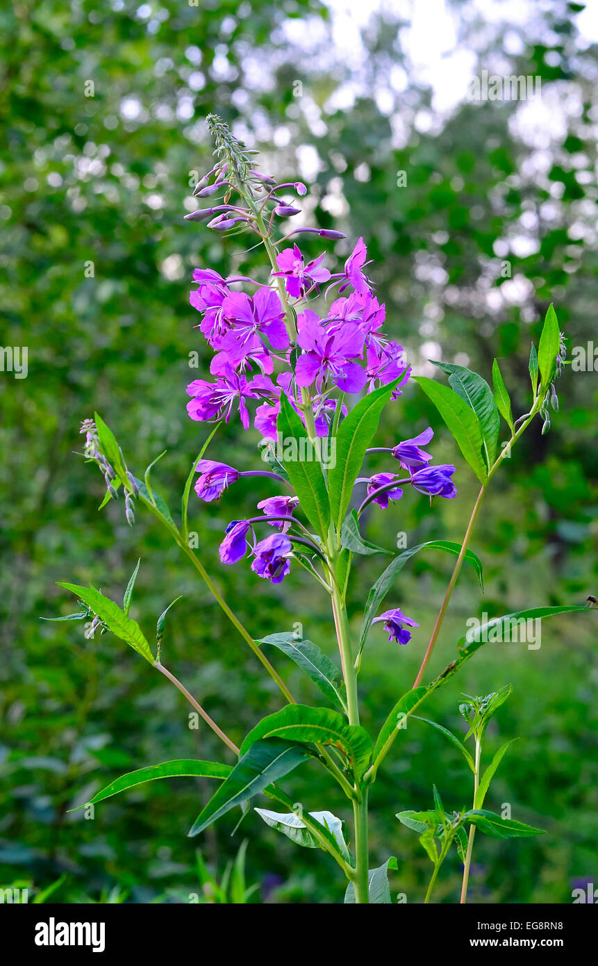 Herb willow-herb (Chamerion angustifolium) Banque D'Images