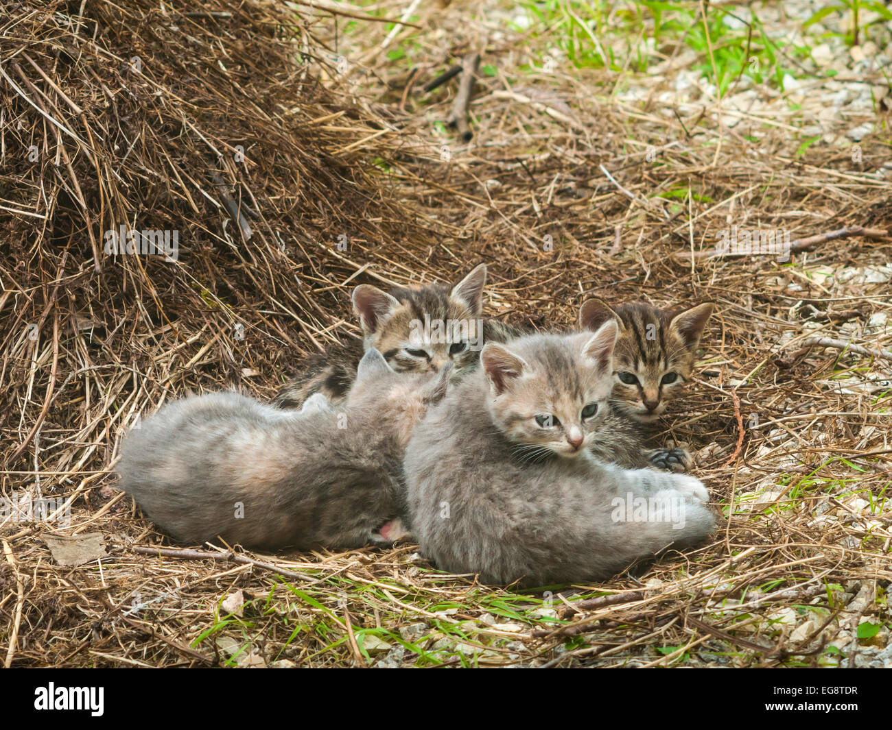 Quatre chatons éveillé - France. Banque D'Images