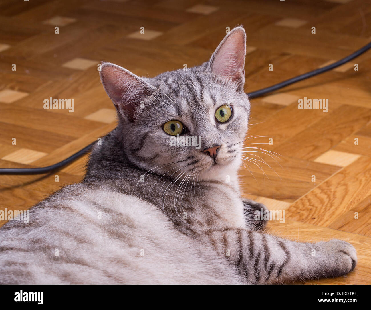 Chat Tigre Gris Portrait Europeen Photo Stock Alamy