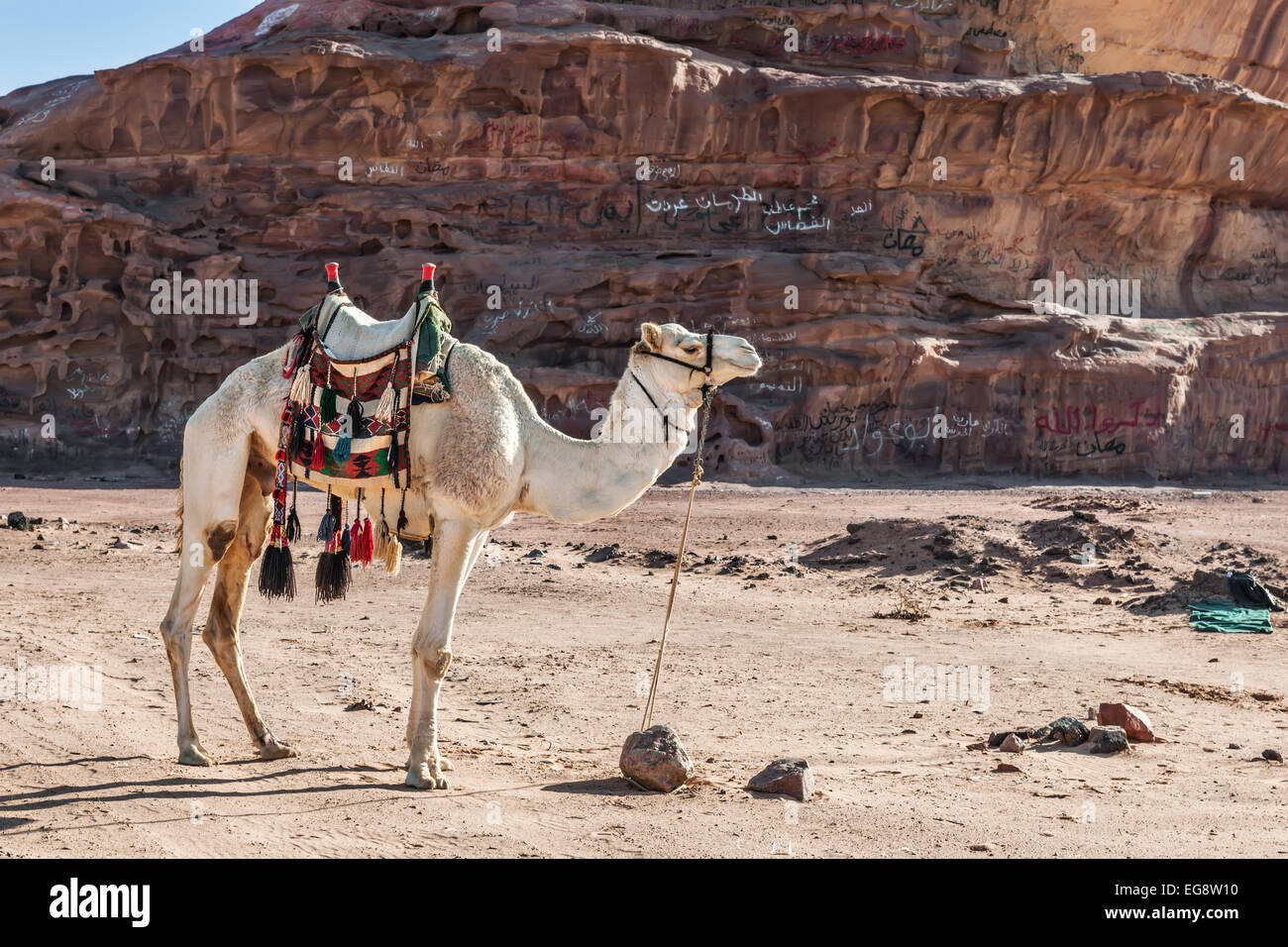 Camel standing in front of a rock formation dans le désert de Wadi Rum en Jordanie Banque D'Images