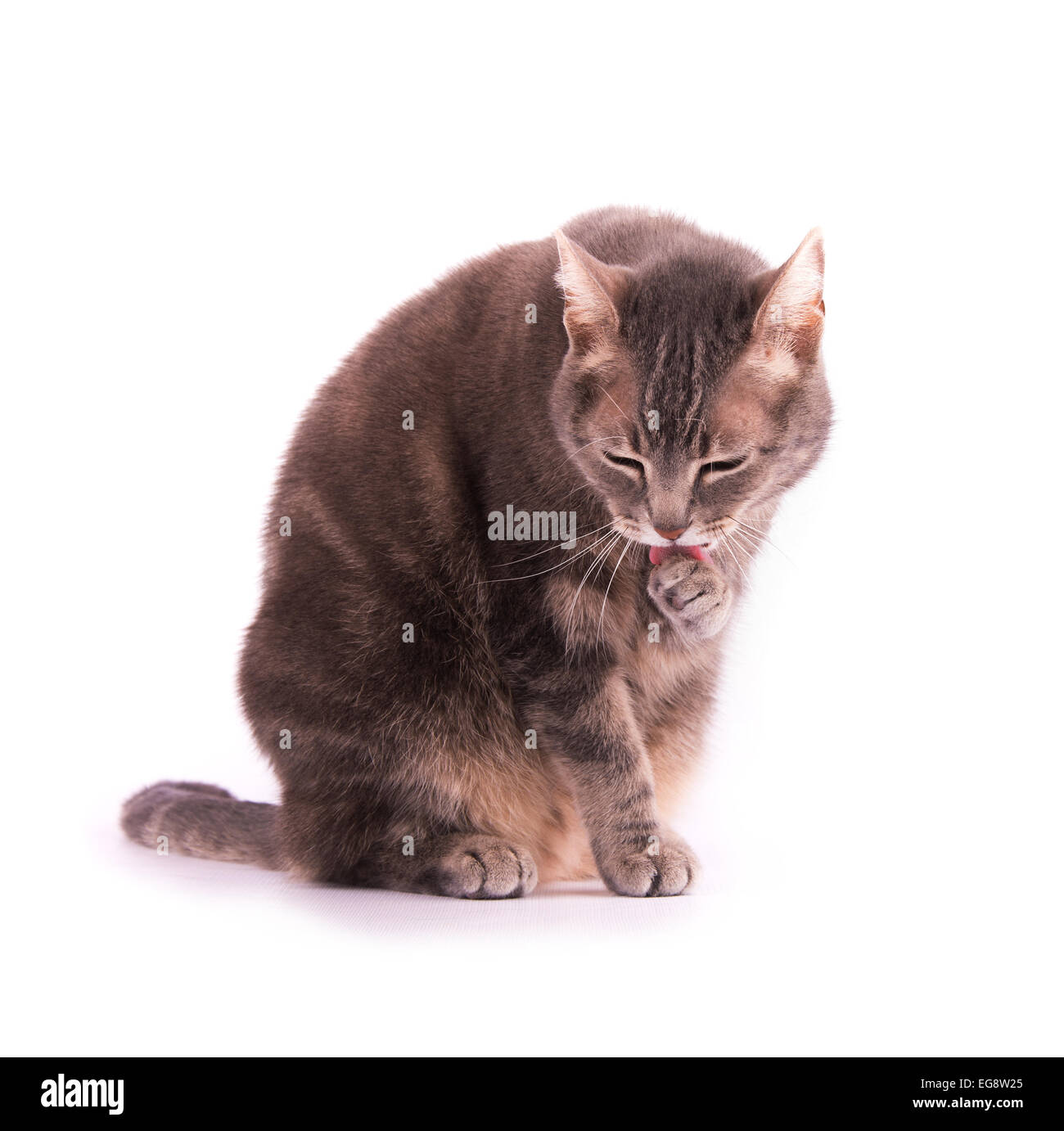 Patte De Chat Qui Leche Banque D Images Detourees Alamy