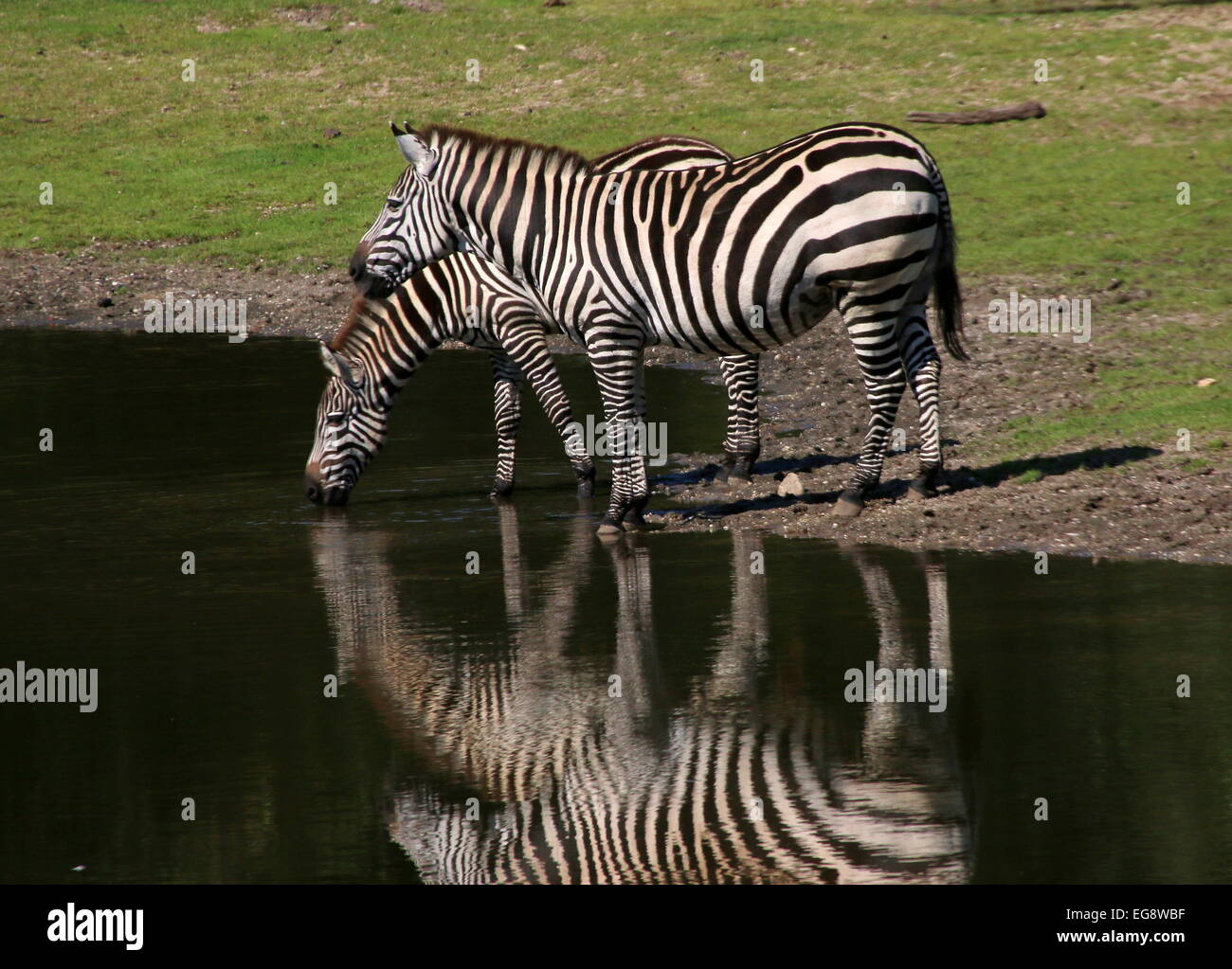 Deux zèbres de Grant (Equus quagga boehmi) Eau potable à un point d'eau Banque D'Images