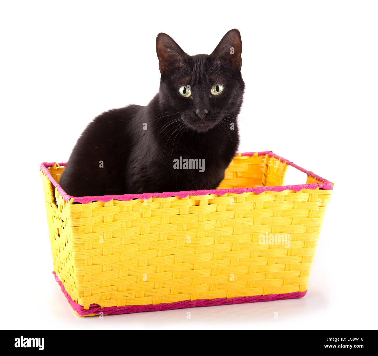 Chat noir assis dans un panier jaune vif, en regardant le spectateur, on  white Photo Stock - Alamy