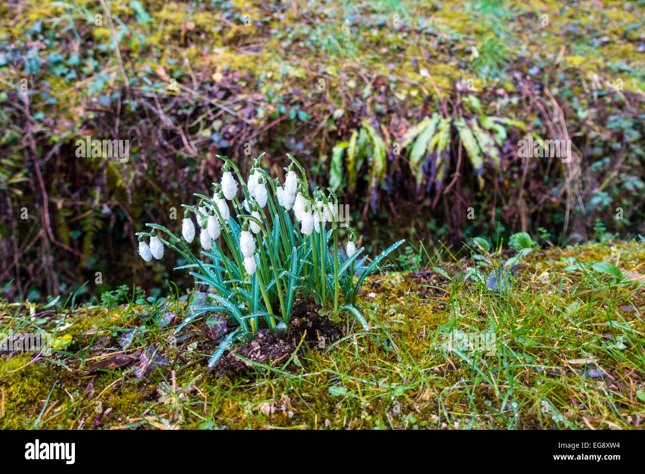 Close up de Galanthus perce-neige dans les bois en pleine croissance, le printemps Banque D'Images