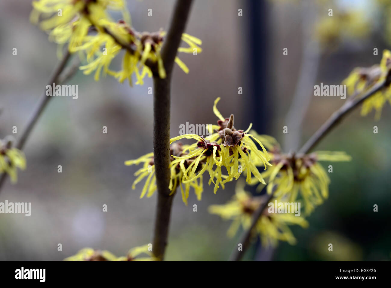 Hamamelis x intermedia pallida l'hamamélis noisetiers libre focus sélectif arbustes à feuilles caduques arbres fleurs pétales de fleurs RM Banque D'Images