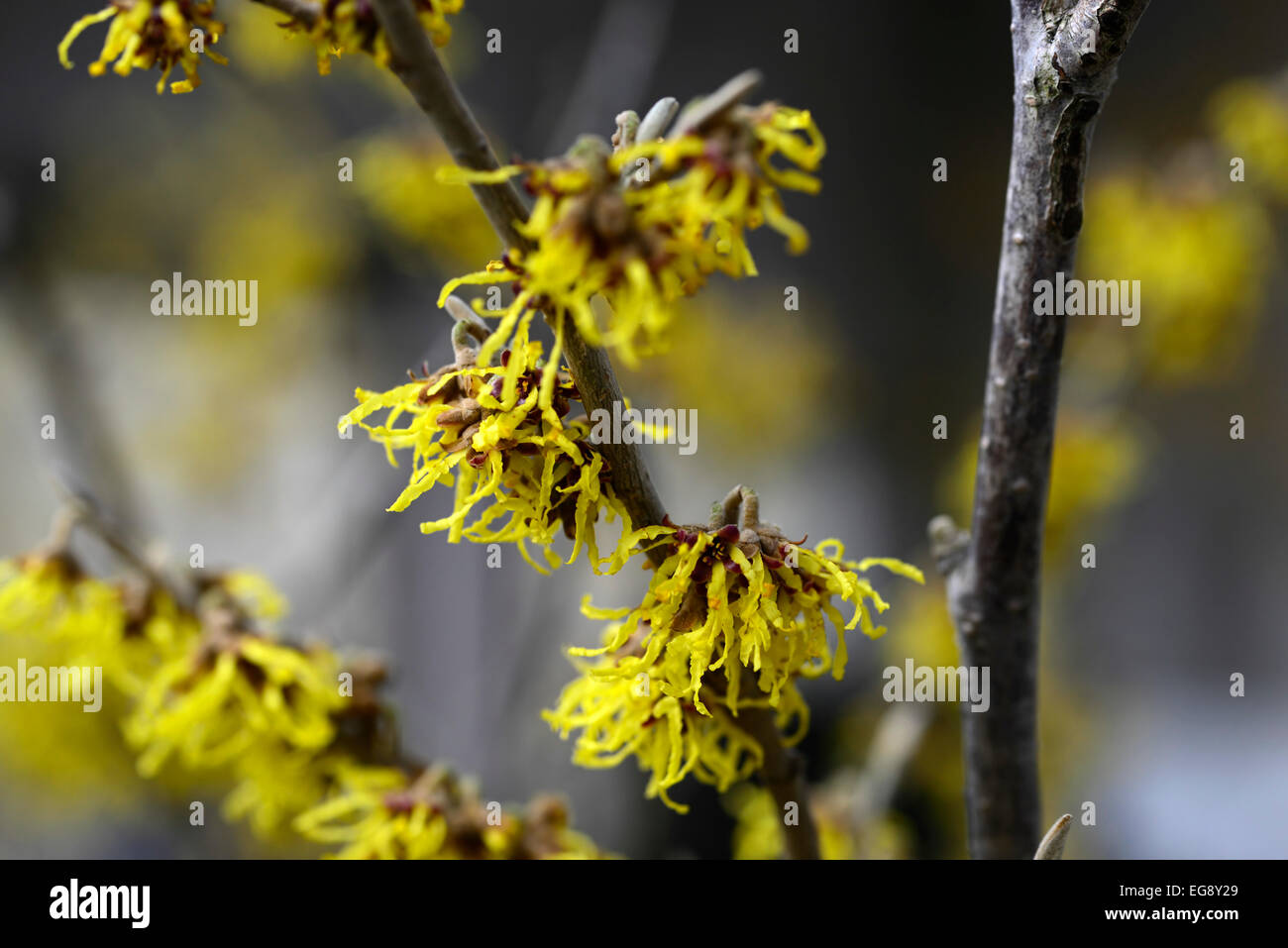 Hamamelis x intermedia primavera L'hamamélis noisetiers libre focus sélectif arbustes à feuilles caduques arbres fleurs pétales de fleurs RM Banque D'Images