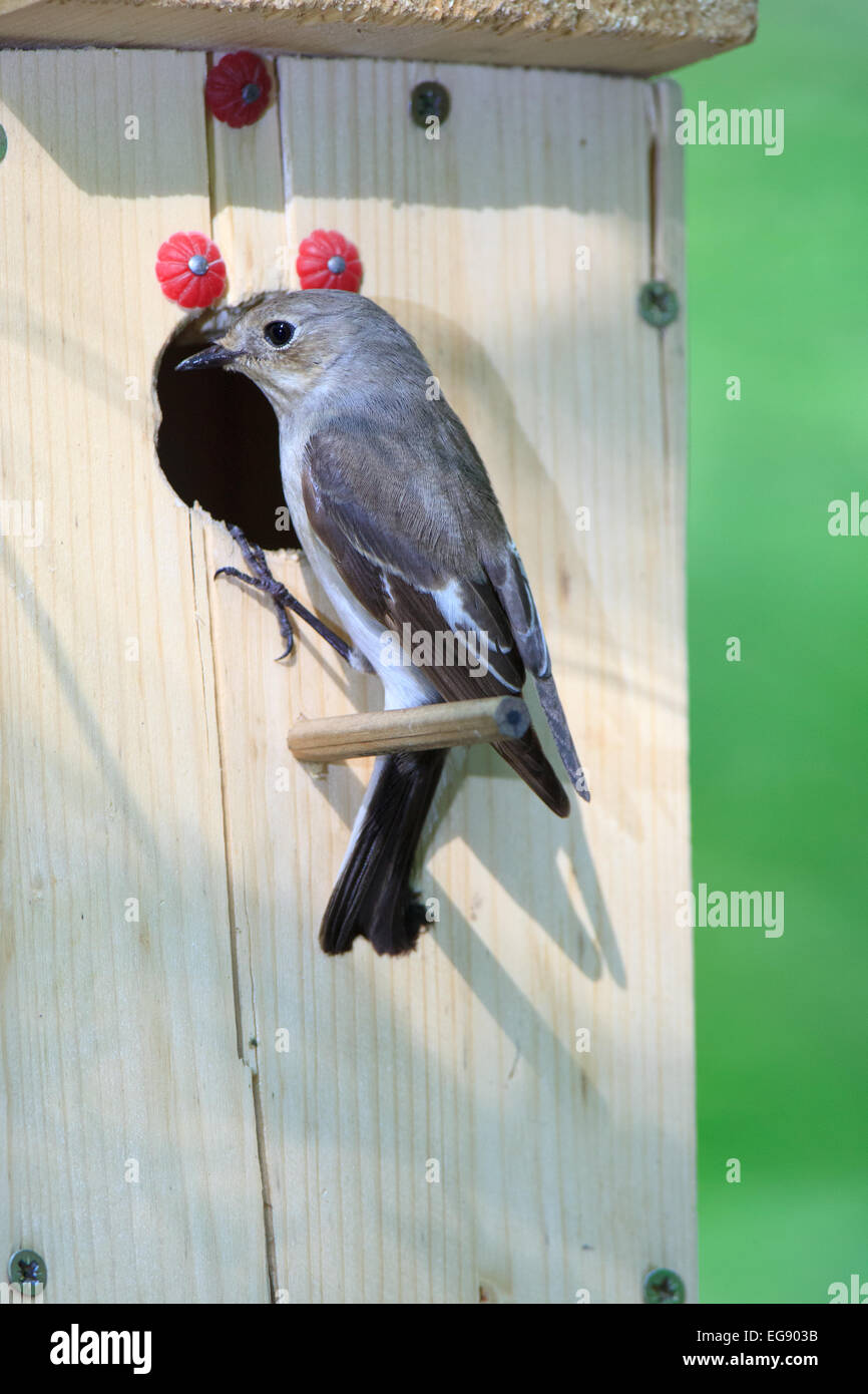 (Ficedula hypoleuca, Muscicapa hypoleuca). Maison d'oiseau Banque D'Images