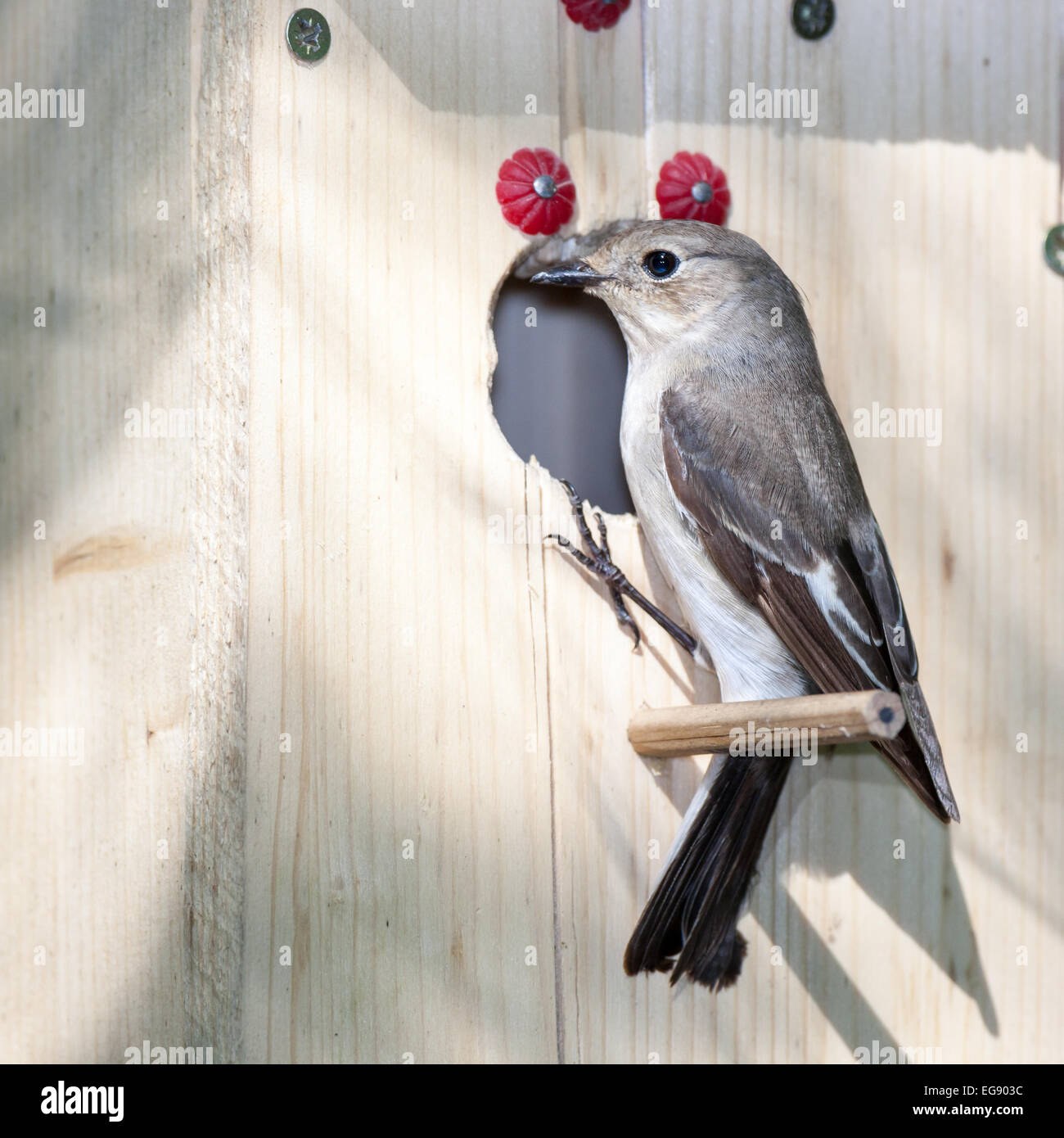 (Ficedula hypoleuca, Muscicapa hypoleuca). Maison d'oiseau Banque D'Images