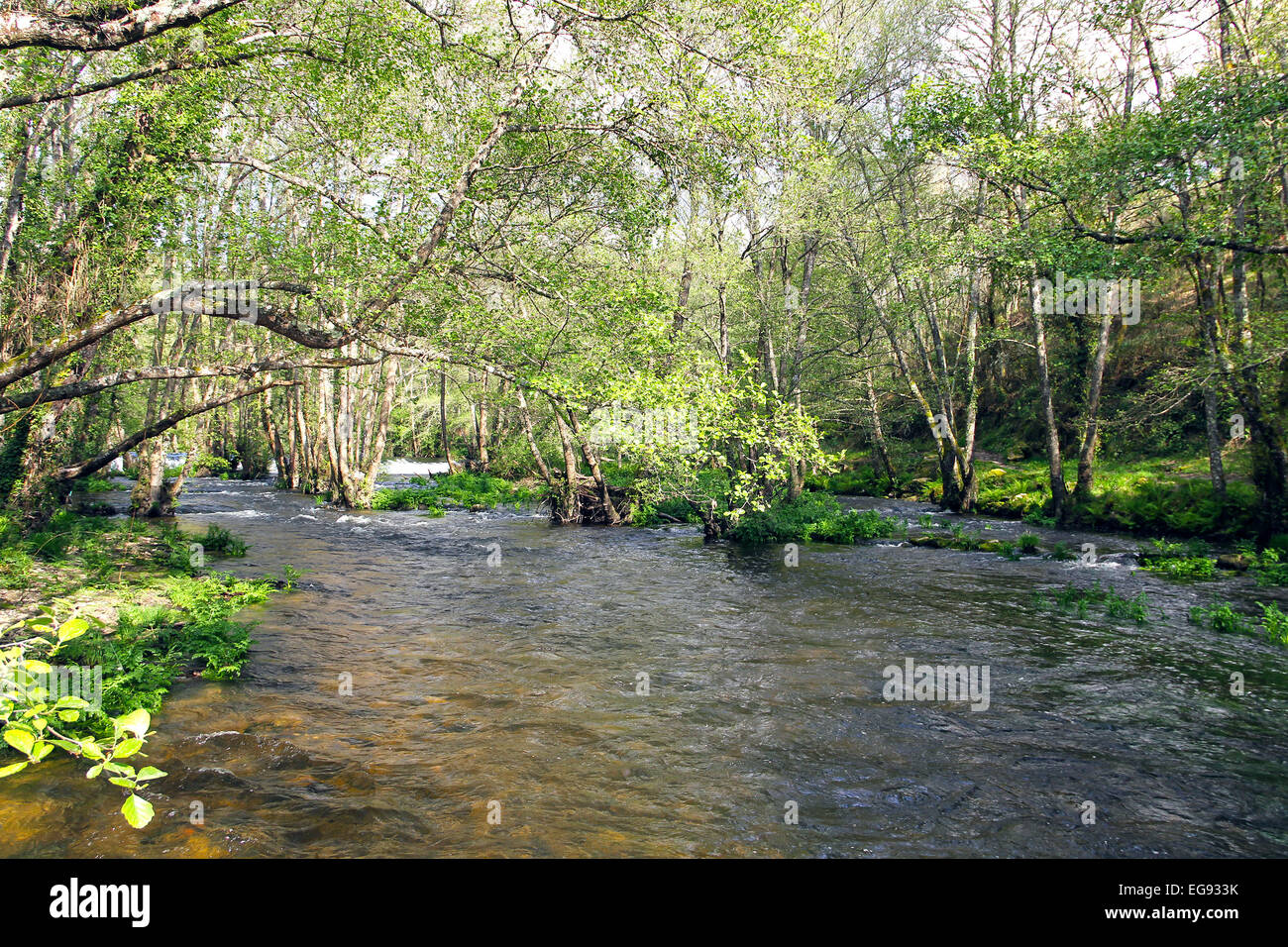 Rivière dans la forêt du nord de l'Espagne Banque D'Images