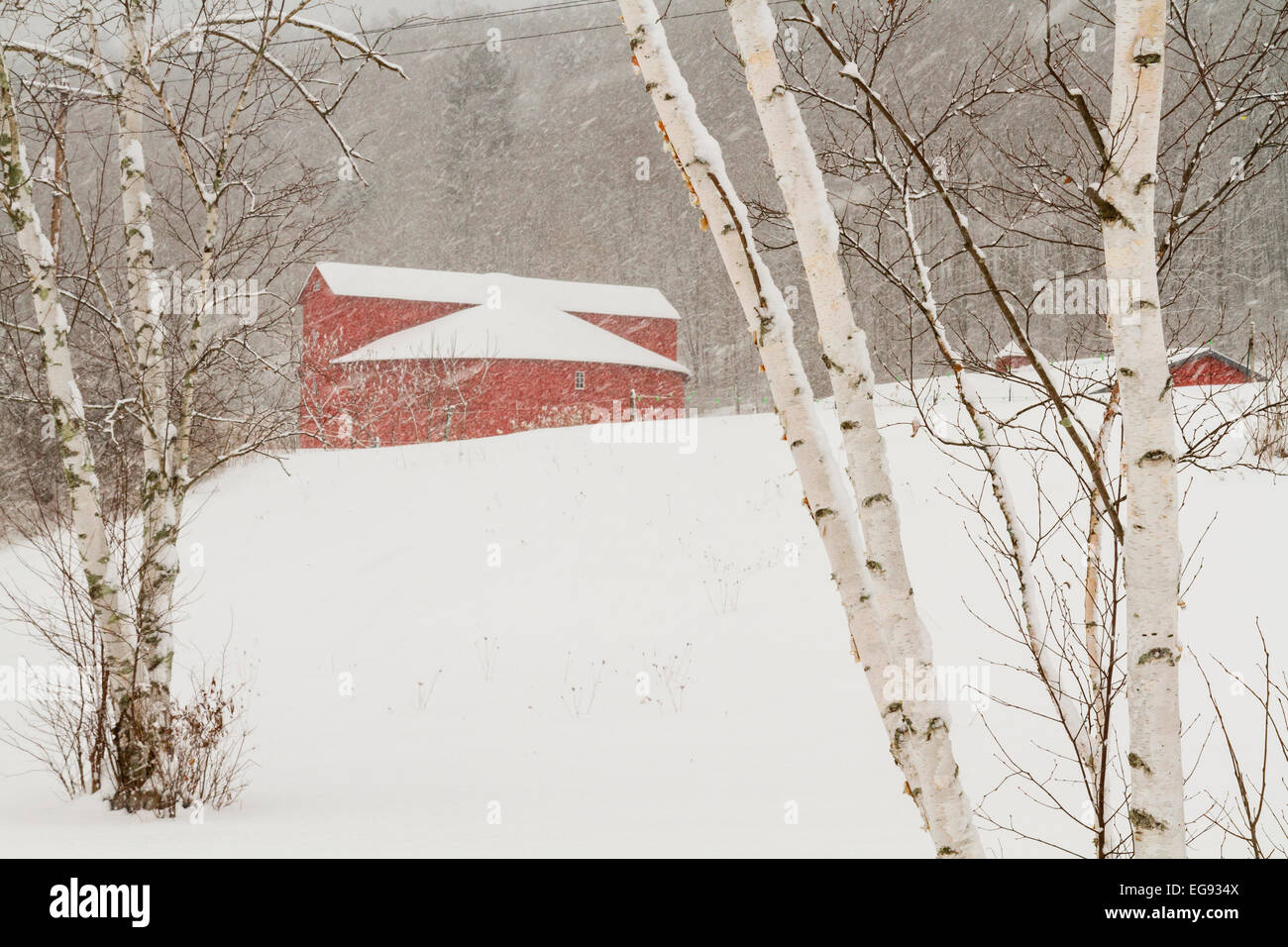 Les bouleaux et le Pakatakan Grange ronde sur un jour d'hiver enneigé dans les Catskills Mountains of New York. Banque D'Images