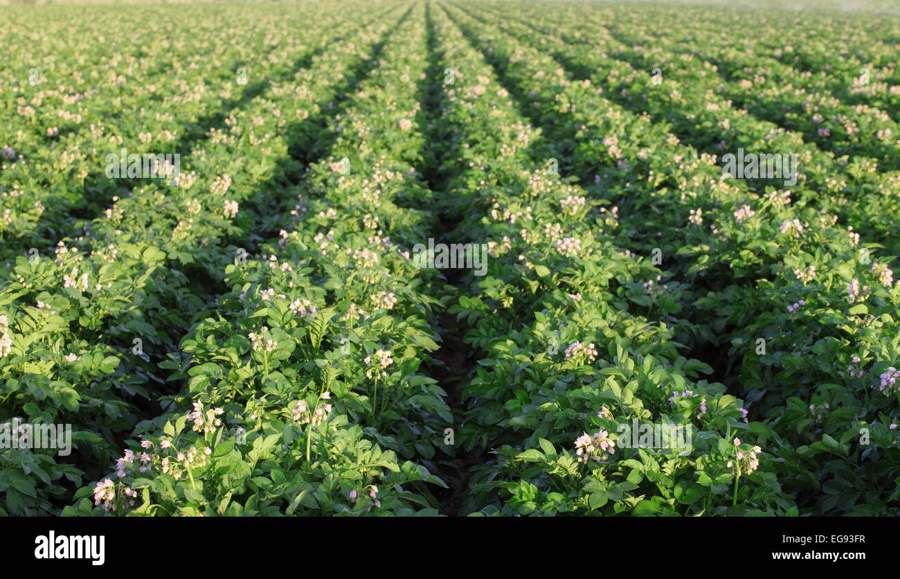 De plus en plus de pommes de terre dans un champ agricole Banque D'Images