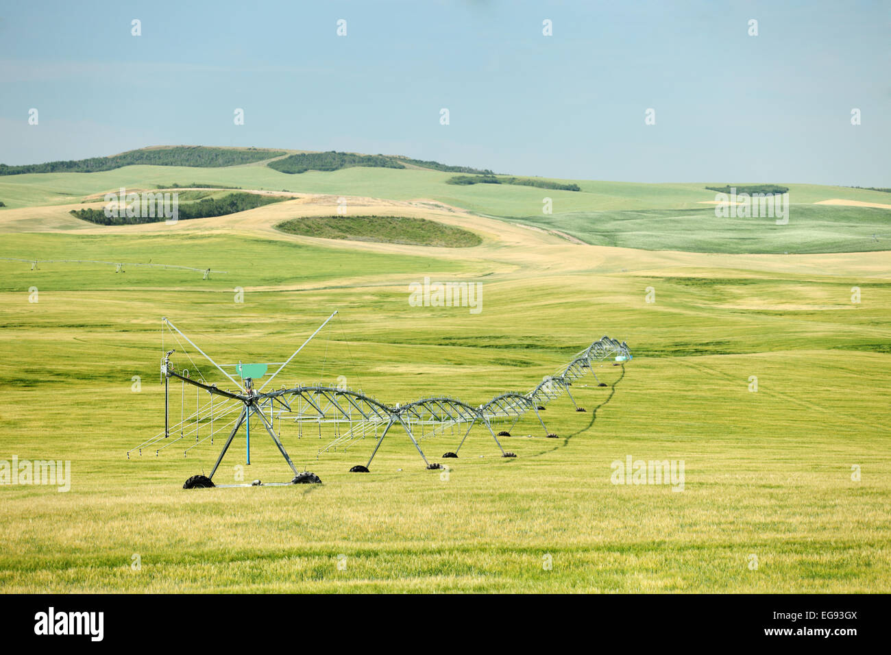 Un arroseur sprinkler watering un champ de blé Banque D'Images