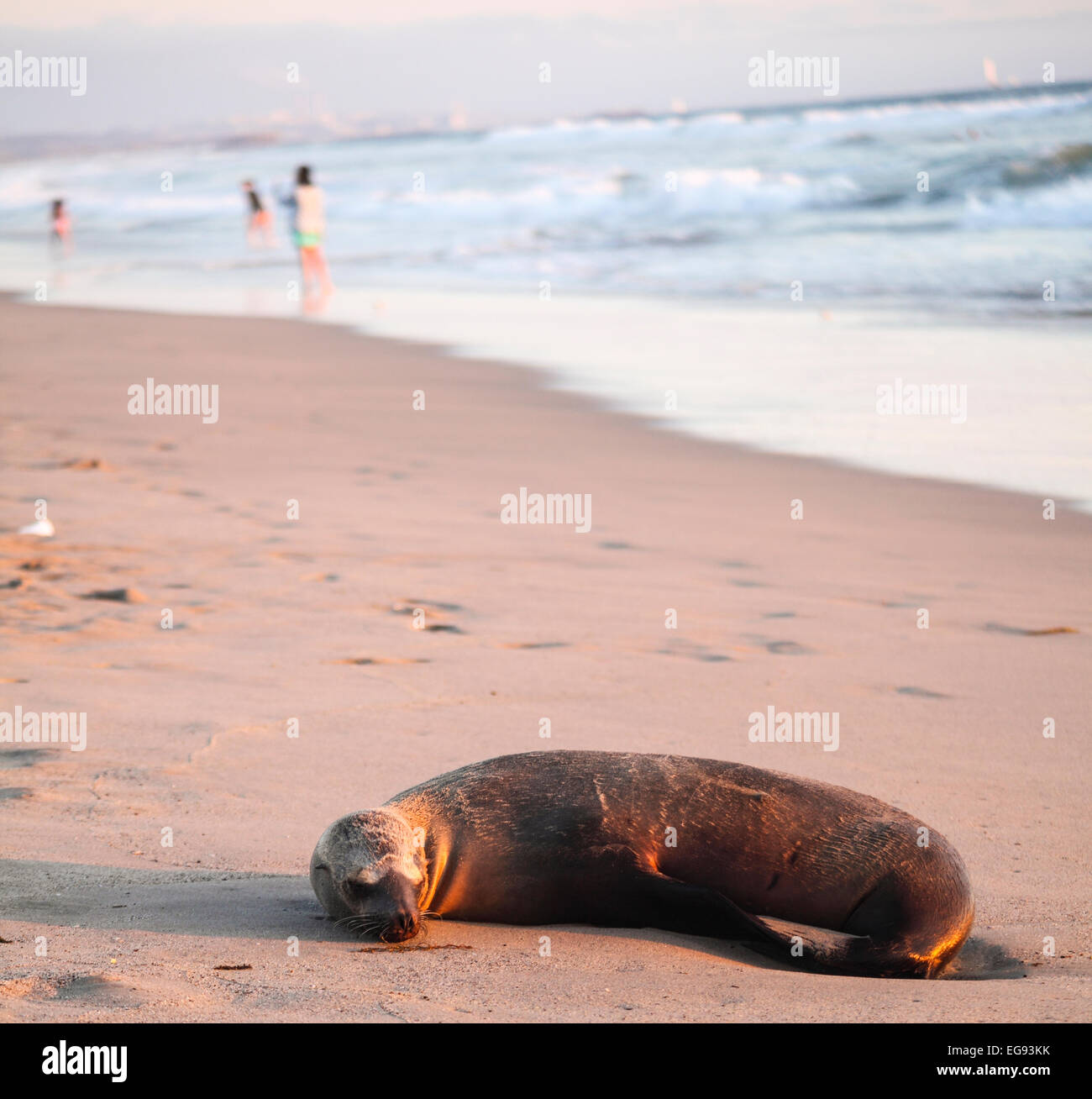 De Californie à Santa Monica beach at sunset Banque D'Images