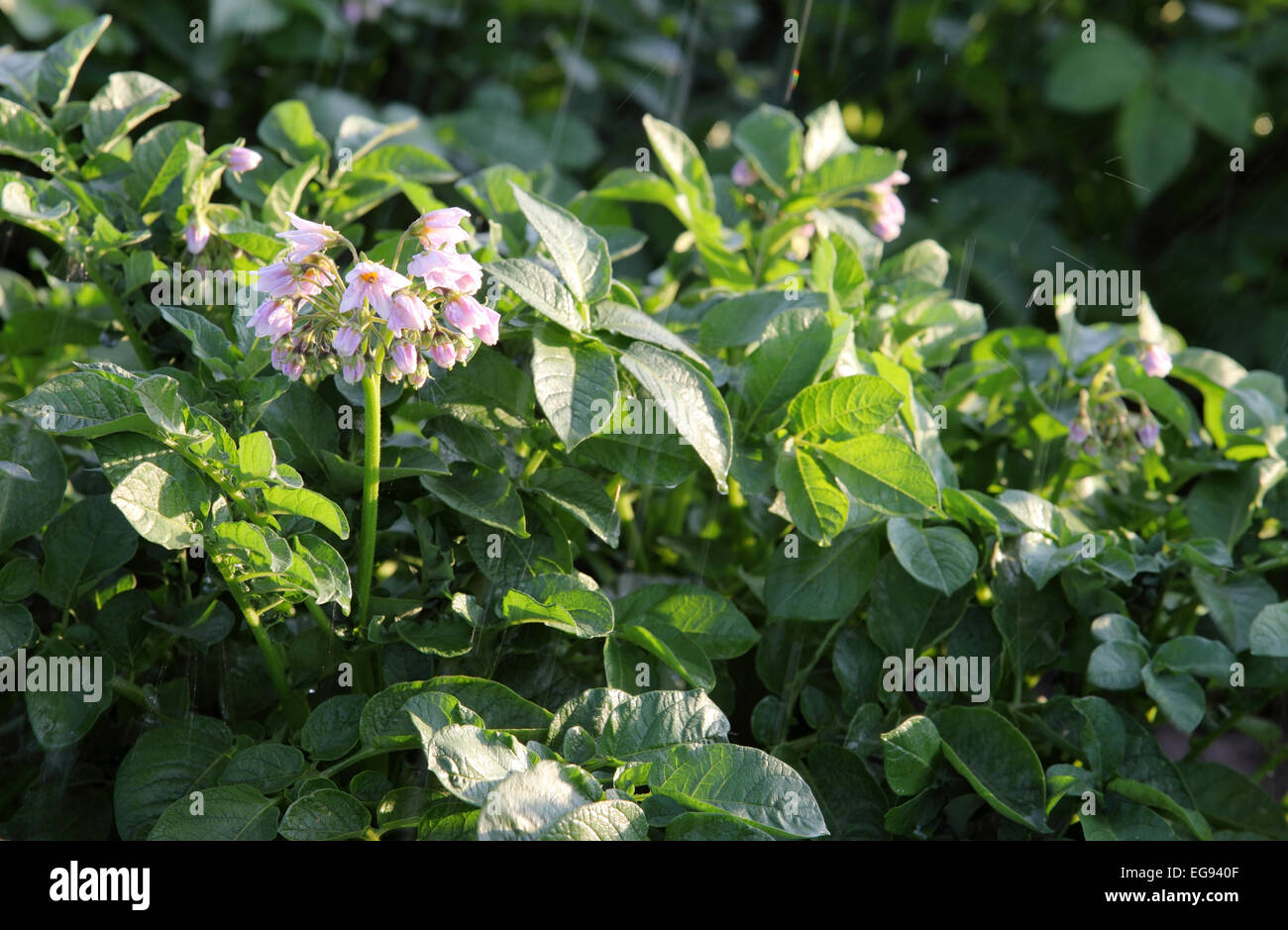 En grandissant en fleurs de pommes de terre dans un champ agricole Banque D'Images