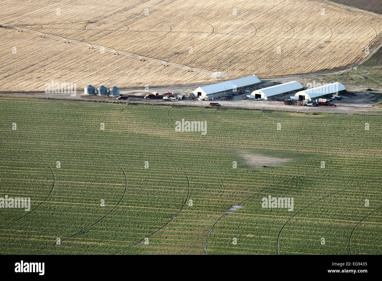 Une vue de dessus de terres agricoles, et de pommes de terre vert caves. Banque D'Images