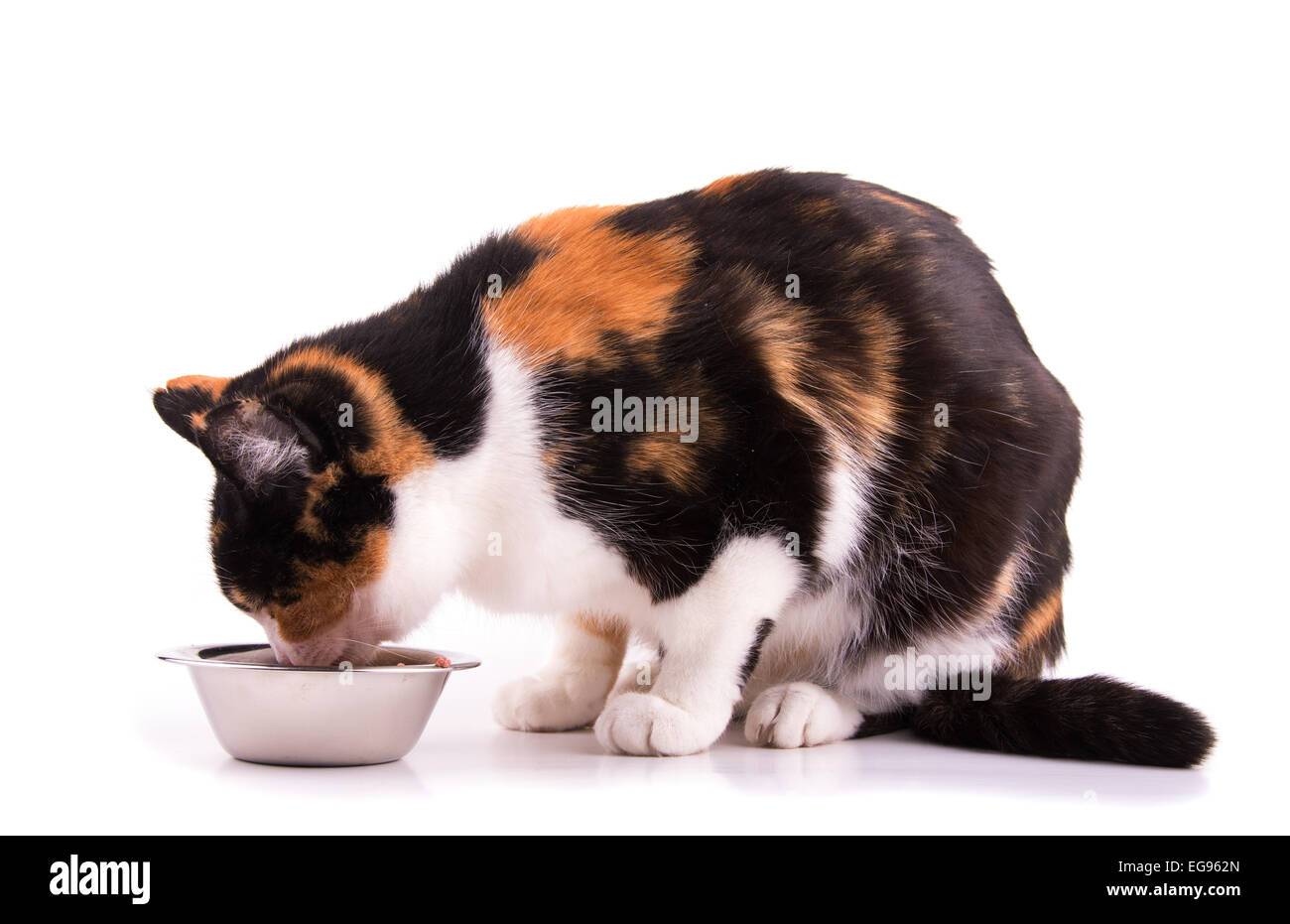 Chat calico tricolore manger à l'extérieur d'un bol, on white Banque D'Images