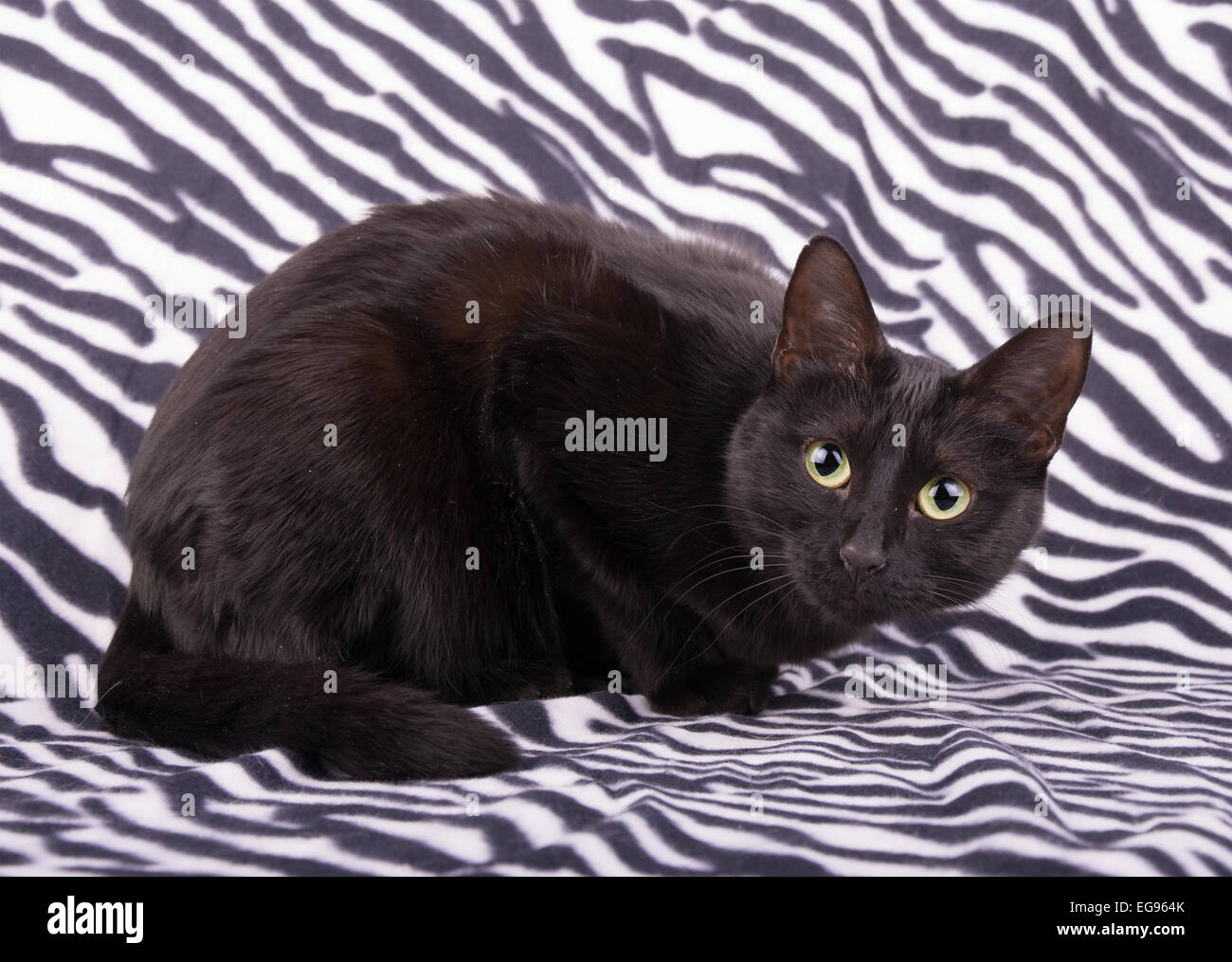 Curieux chat noir reposant contre zebra fond rayé Banque D'Images