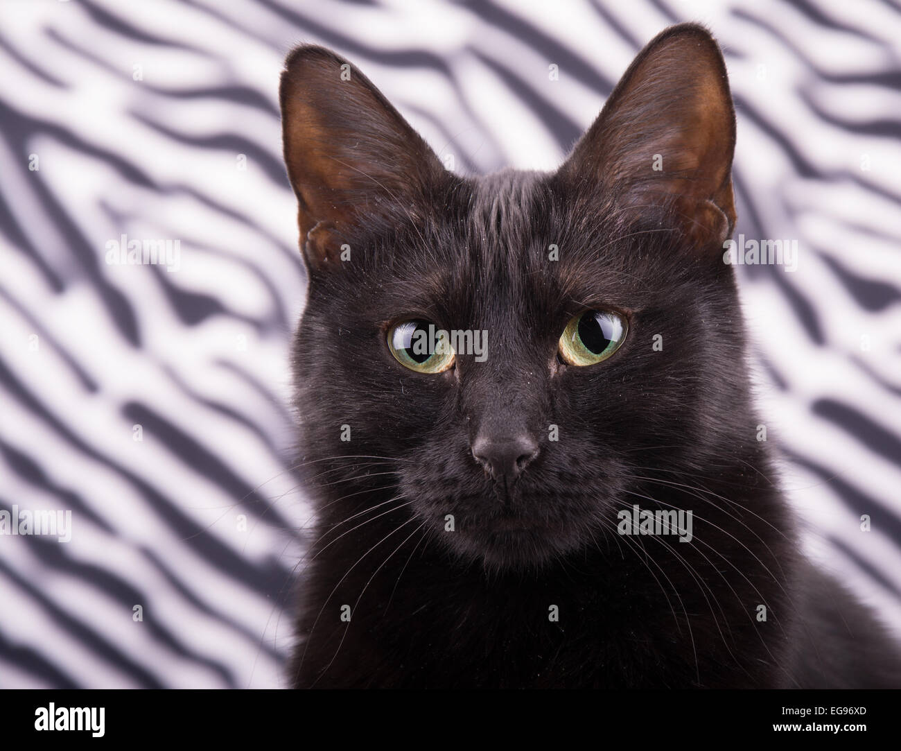 Portrait d'un chat noir à l'arrière-plan d'impression zebra Banque D'Images