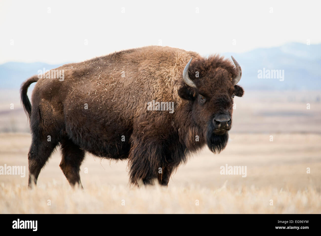 Une grande femelle bison debout dans un champ. Banque D'Images