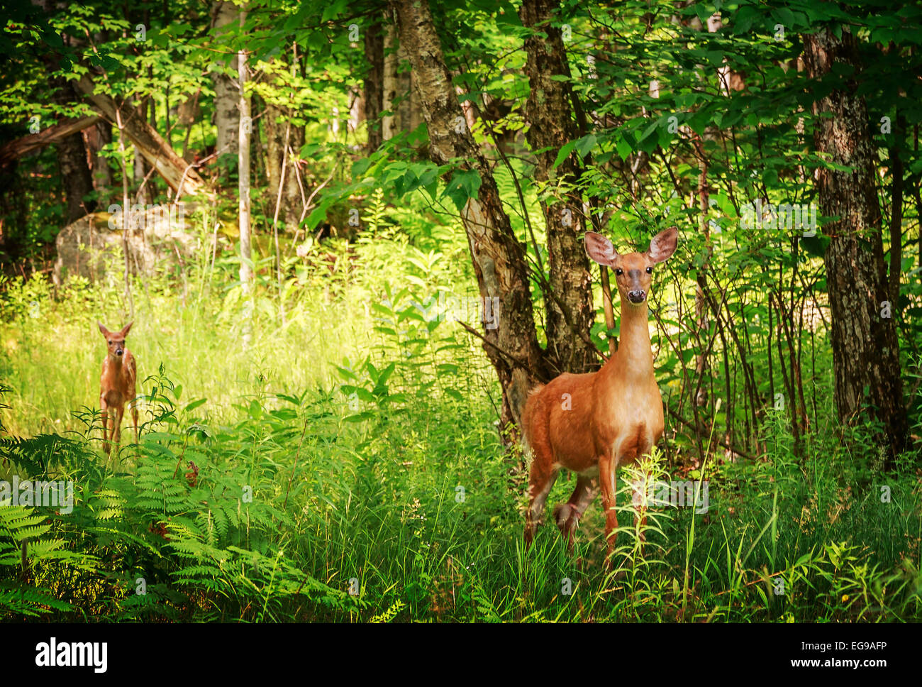 Le cerf et le bébé dans la forêt Banque D'Images