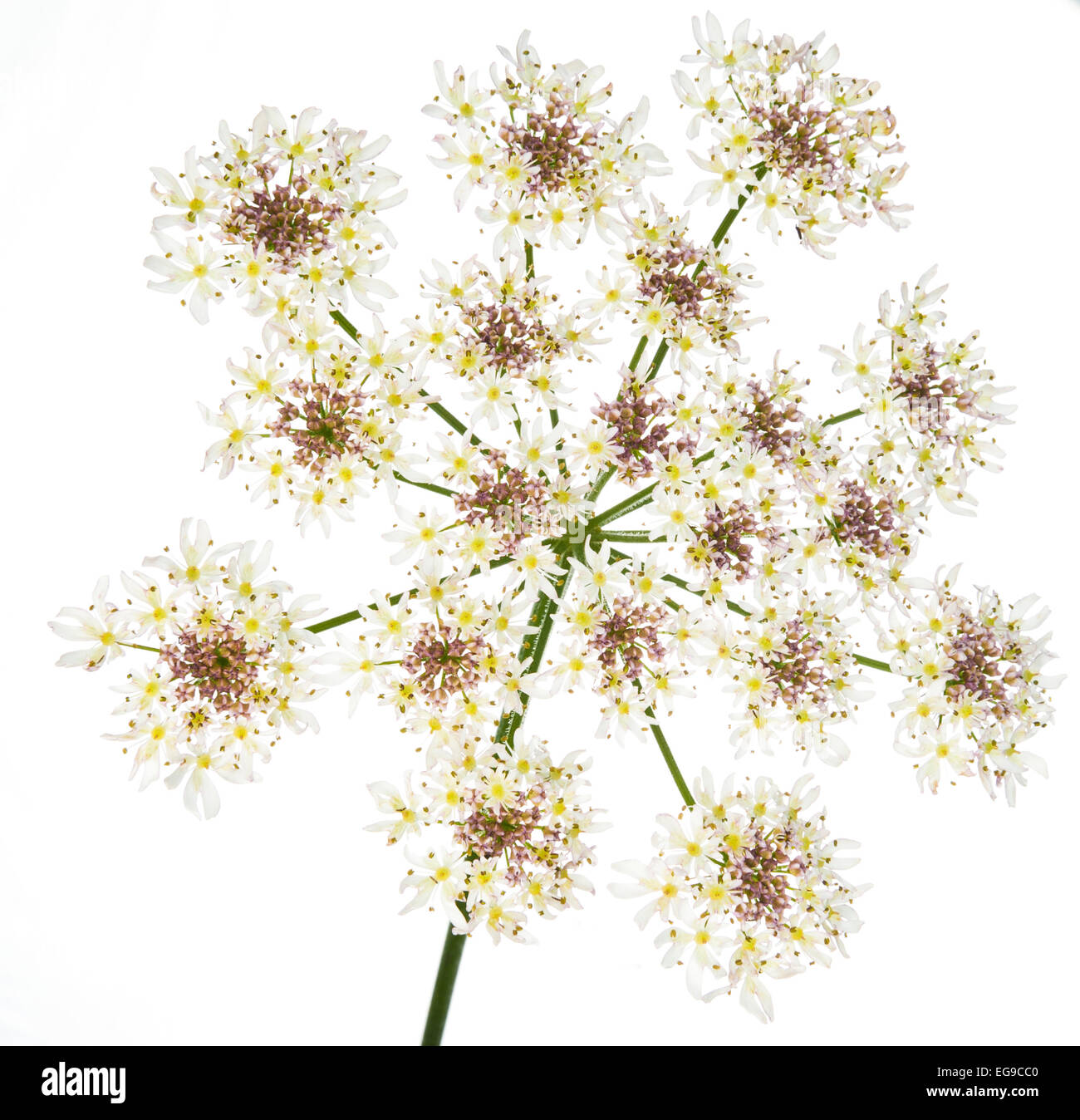 Berce du Caucase (Heracleum sphondylium) capitule contre fond blanc. L'Écosse, au Royaume-Uni, en août. Banque D'Images