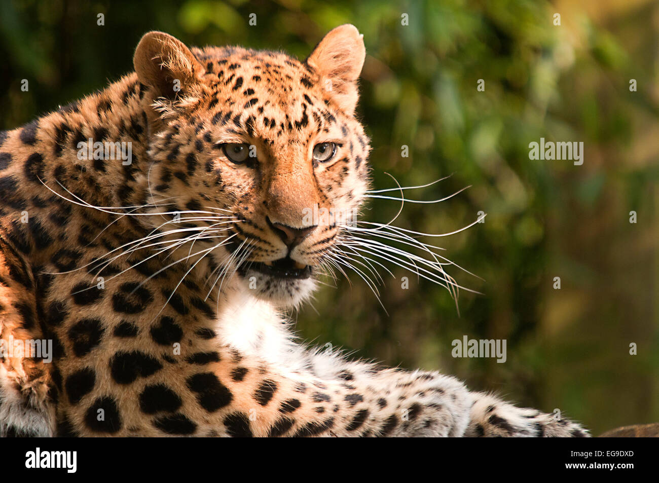 L'Afrique, Cotswold Wildlife Park, vue de Leopard au repos Banque D'Images