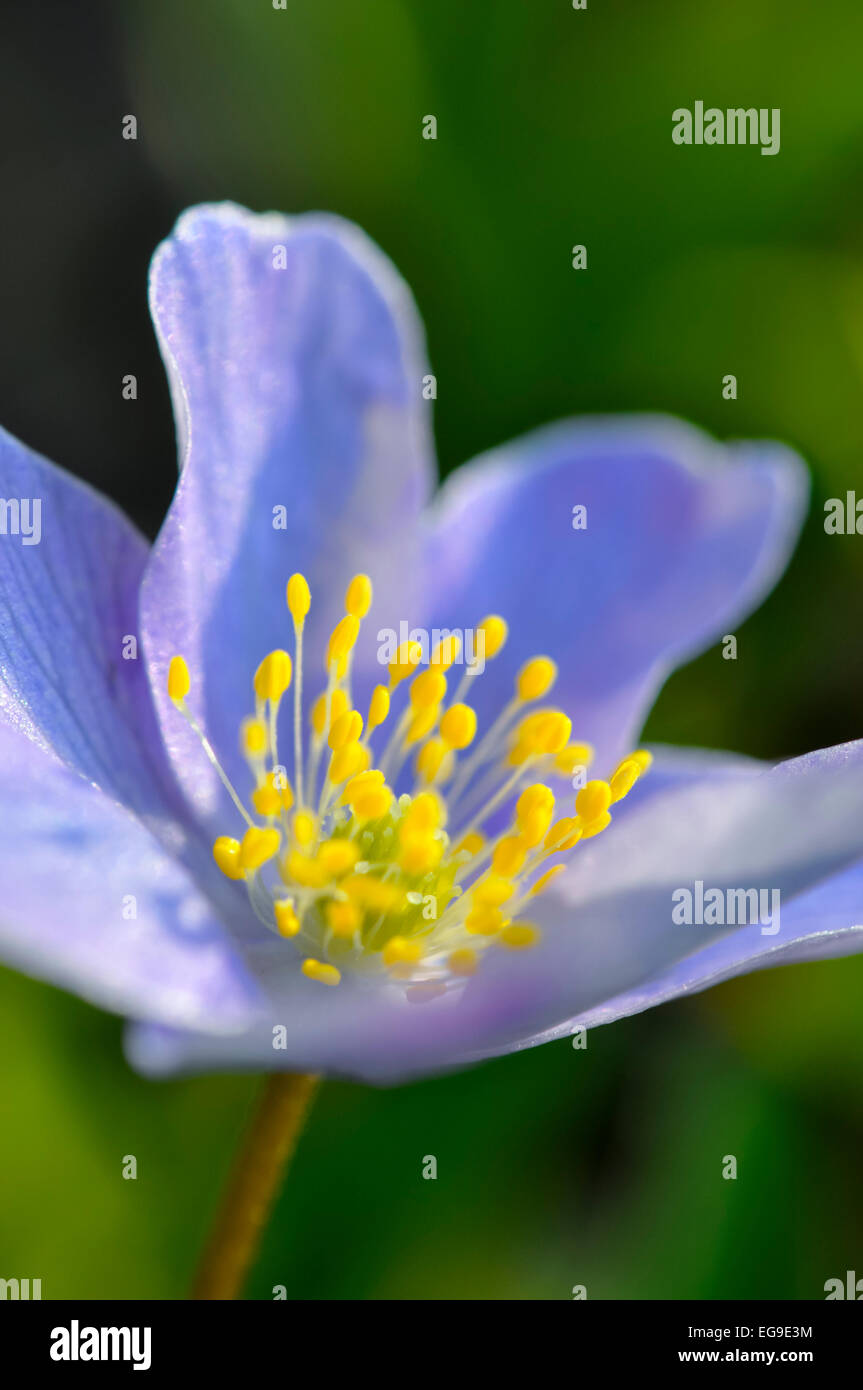 Anemone Sylvestris 'Robinsoniana'. Un printemps bleu pâle avec Anémone à fleurs jaune orangé. Banque D'Images