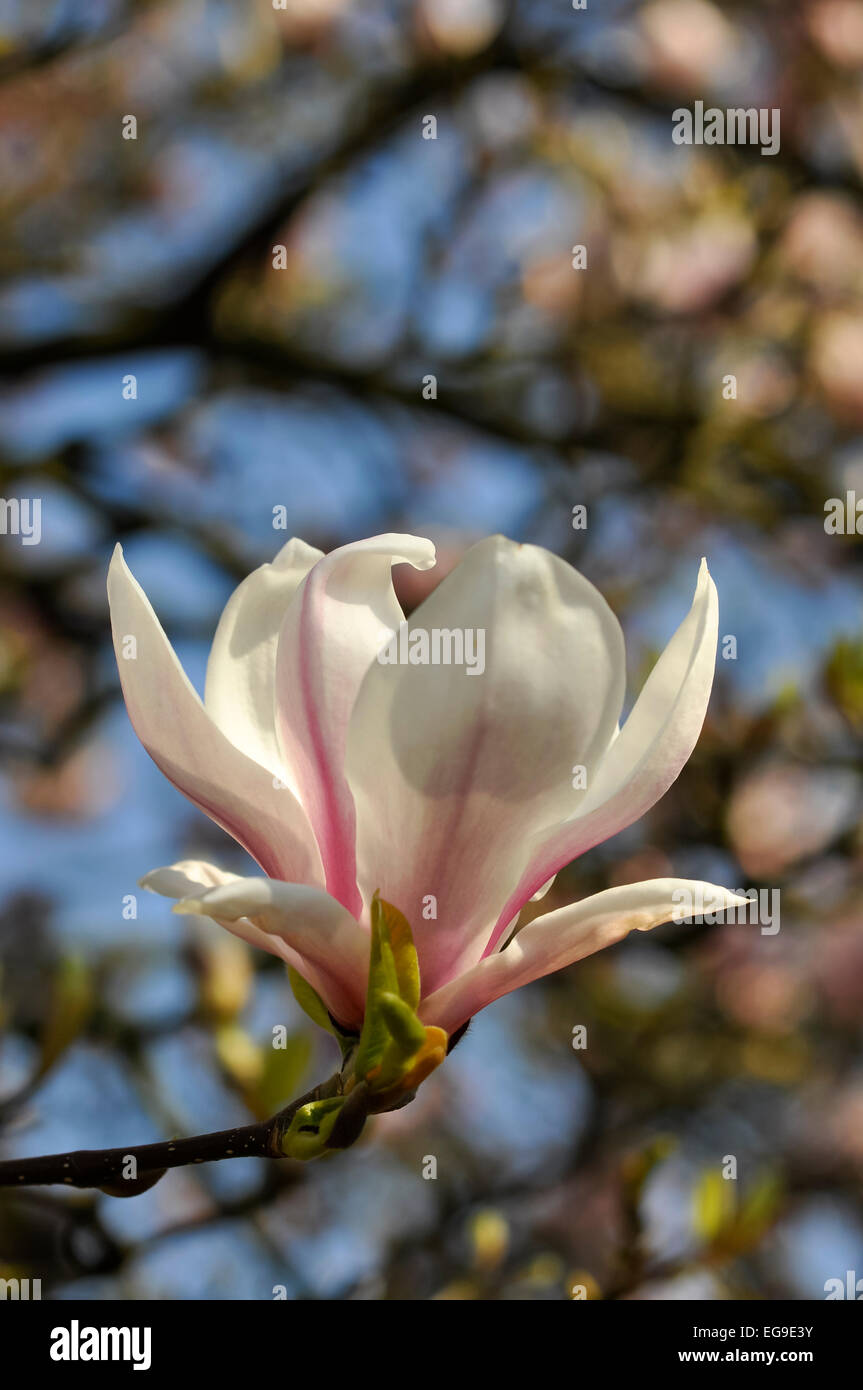 Magnolia soulangeana fleur lumineuse en ouverture soleil du printemps avec un ciel bleu derrière. Banque D'Images