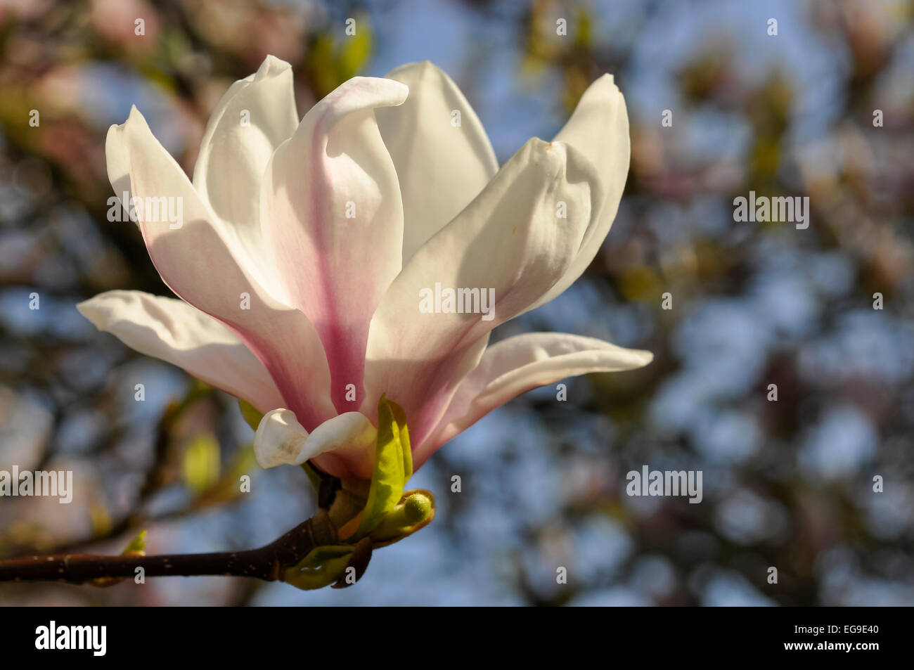 Magnolia soulangeana fleur lumineuse en ouverture soleil du printemps avec un ciel bleu derrière. Banque D'Images