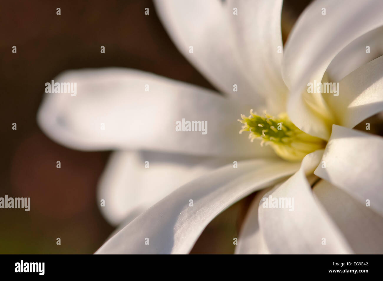 Magnolia stellata dans close up avec pétales blanc crème au printemps doux du soleil. Banque D'Images
