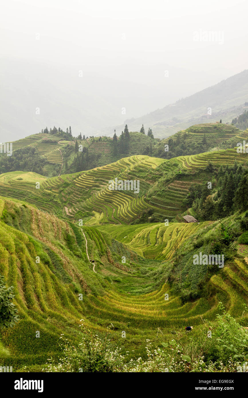 Terrasses de riz à dos de dragon, Guilin, Longsheng, Guangxi Zhuang, Chine Banque D'Images