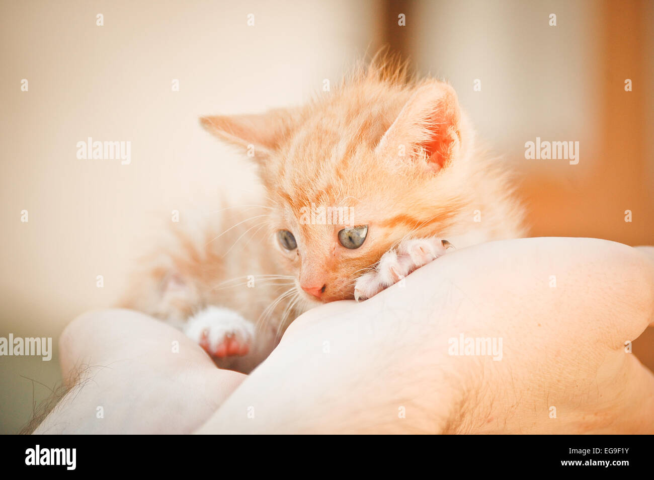 Ginger kitten sur creux des mains Banque D'Images