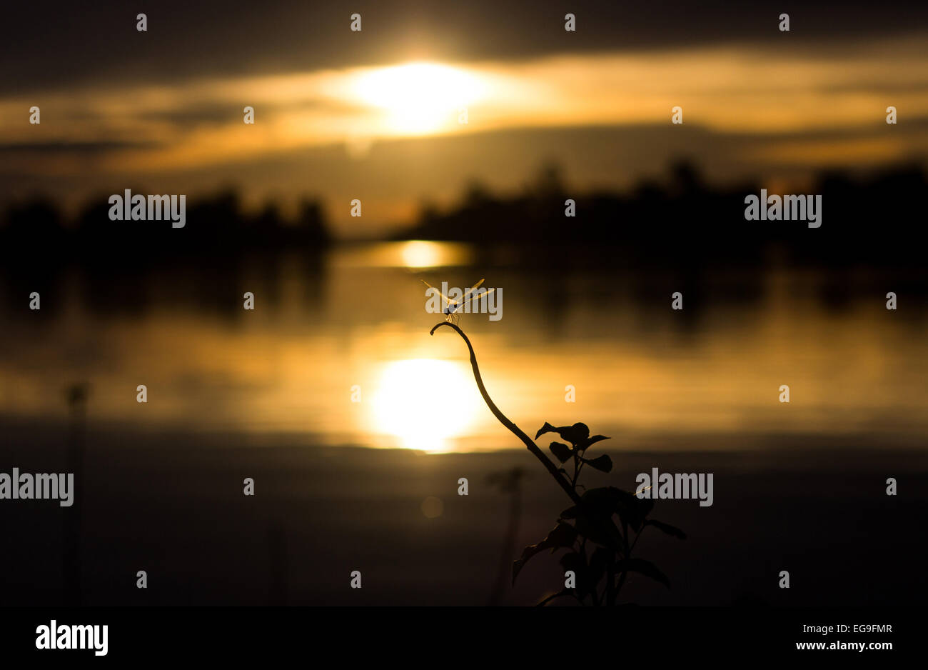 Le Bangladesh, au coucher du soleil, libellule Sunamgonj Banque D'Images