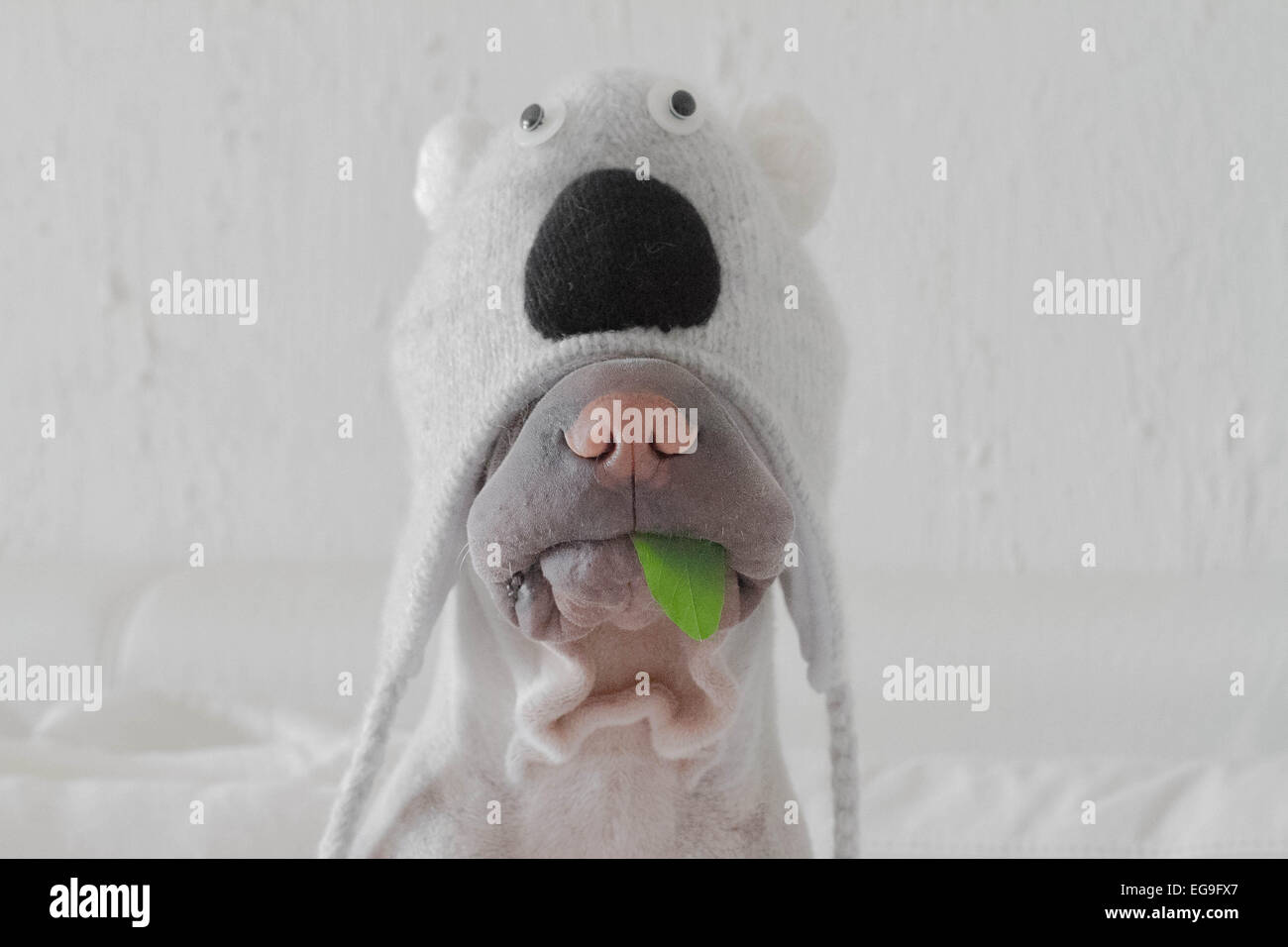 Le chien Shar pei habillé en costume de koala mâchant une feuille Banque D'Images