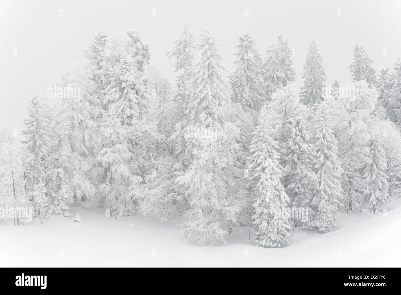 La Suisse, Saint-Gall, Cantonwhite d'arbres couverts de neige en hiver Banque D'Images