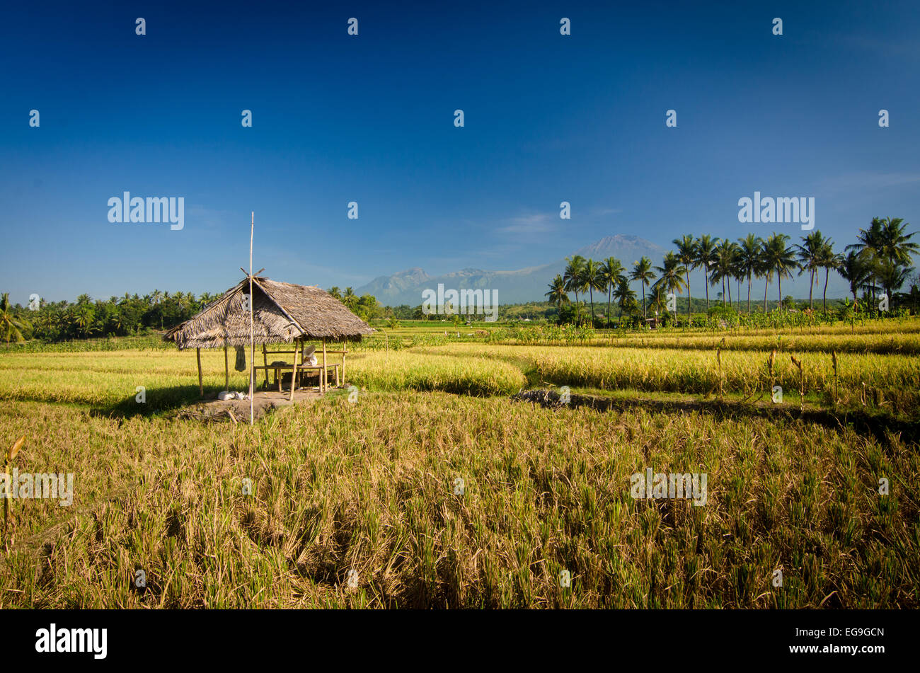 Hutte dans un rizières, Lombok, Indonésie Banque D'Images