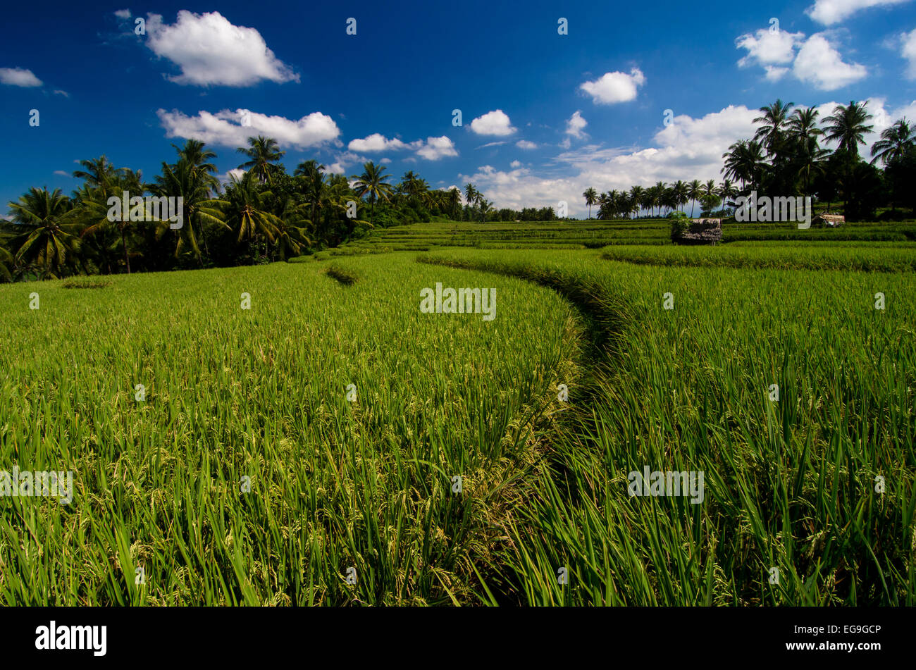 Sentier traversant un rizières, Lombok, Indonésie Banque D'Images