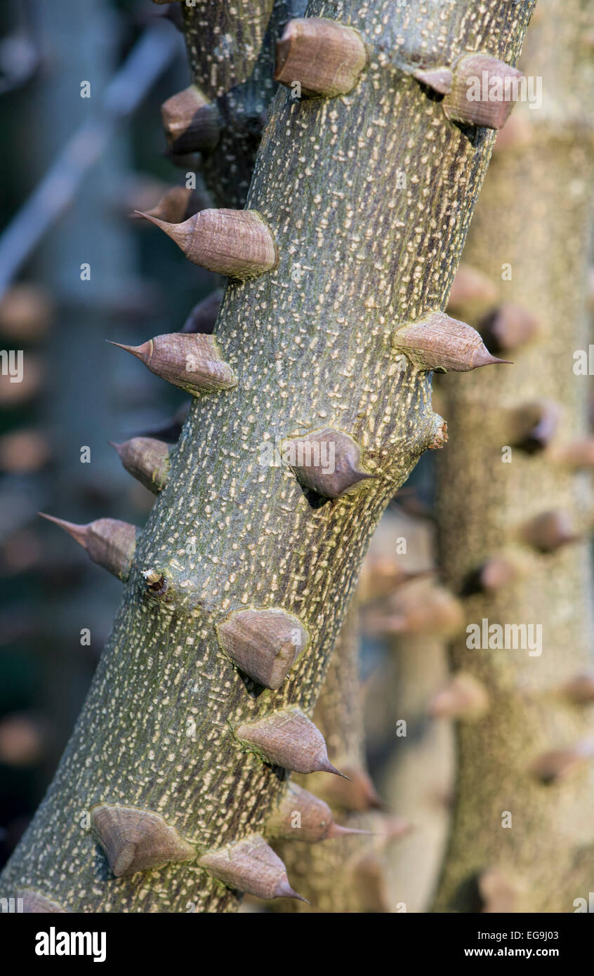 Zanthoxylum americanum. Frêne épineux commun throrns sur la tige en hiver. UK Banque D'Images