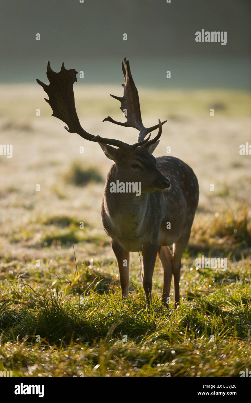 Le daim (Dama dama), buck, tôt le matin, avec rétroéclairage, captive, Bavière, Allemagne Banque D'Images