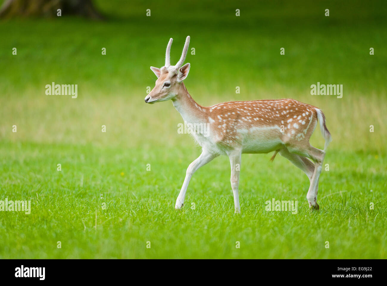 Le daim (Dama dama), young buck avec spike, bois de velours, s'exécutant sur un pré, captive, Bavière, Allemagne Banque D'Images